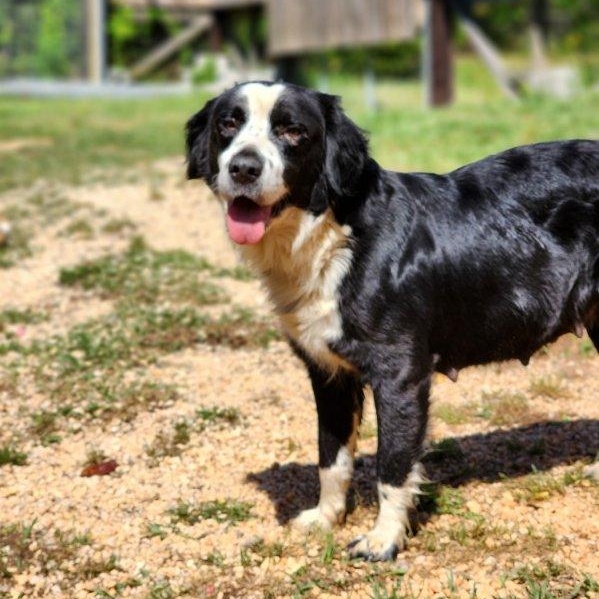 Enlarge Castleberry ( Cassie), an adoptable Border Collie in Brewton, AL image 1/3