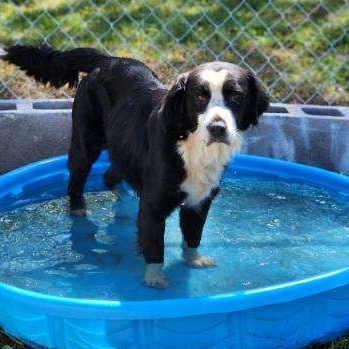 Enlarge Castleberry ( Cassie), an adoptable Border Collie in Brewton, AL image 2/3