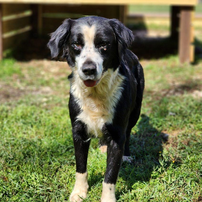Enlarge Castleberry ( Cassie), an adoptable Border Collie in Brewton, AL image 3/3