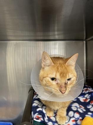 Himshee, Adoptable, Kitten Male Domestic Short Hair & Domestic Short Hair.