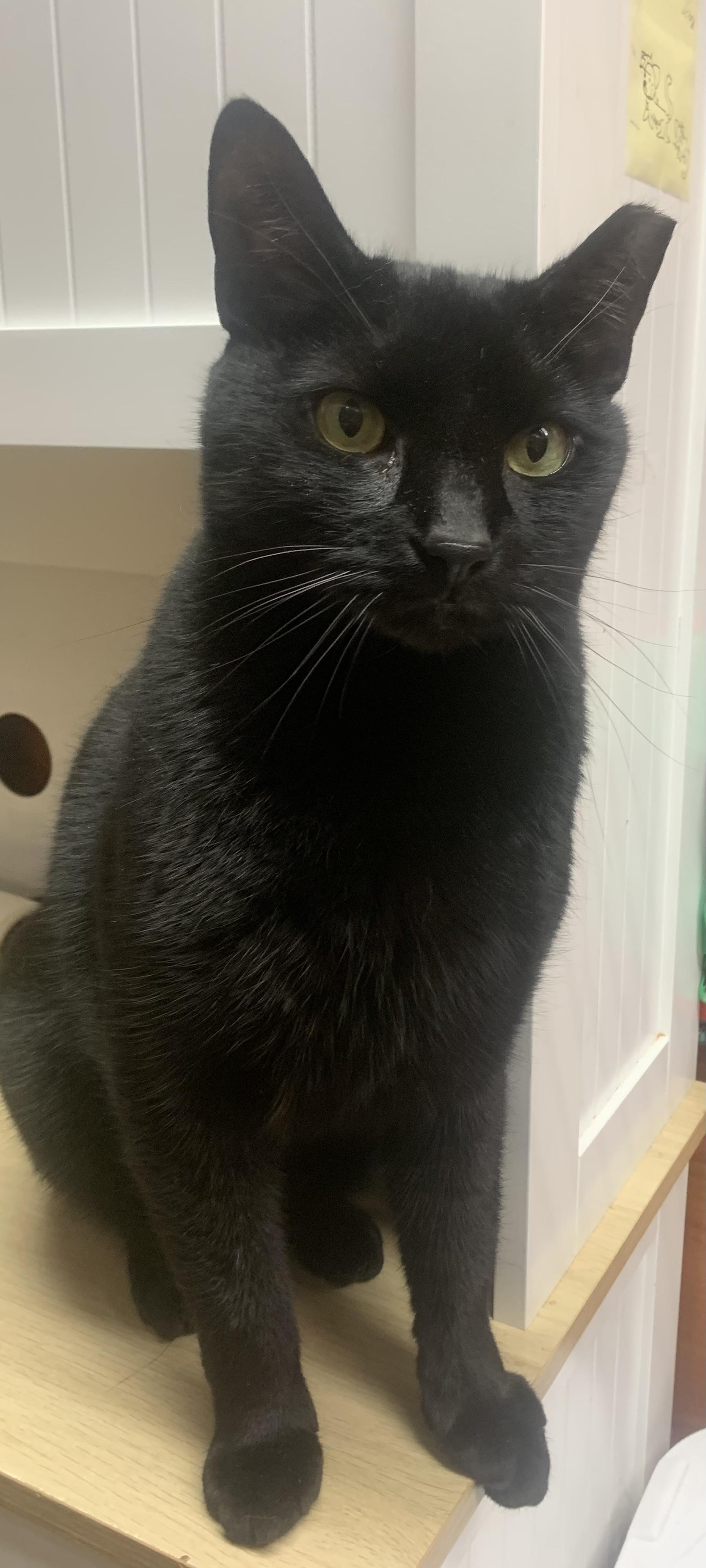 Enlarge Cleo, a ADOPTABLE mixed breed in Port Jefferson Station, NY image 1/1