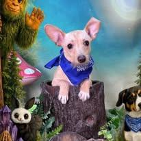 Casper, adopted, Puppy Male Chiweenie.