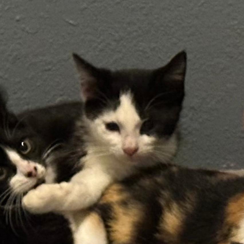 Enlarge Dot, a Adoptable Domestic Medium Hair in Katy, TX image 1/3