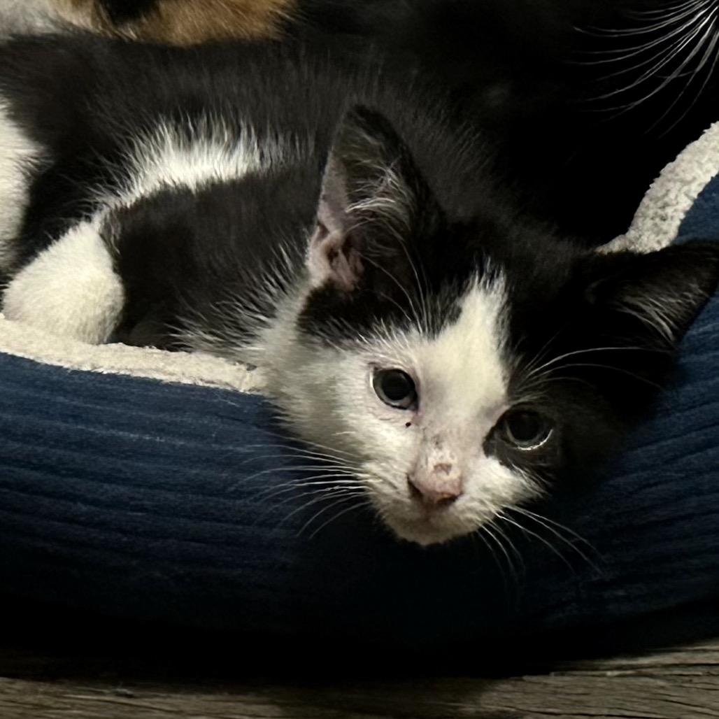 Enlarge Dot, a Adoptable Domestic Medium Hair in Katy, TX image 2/3