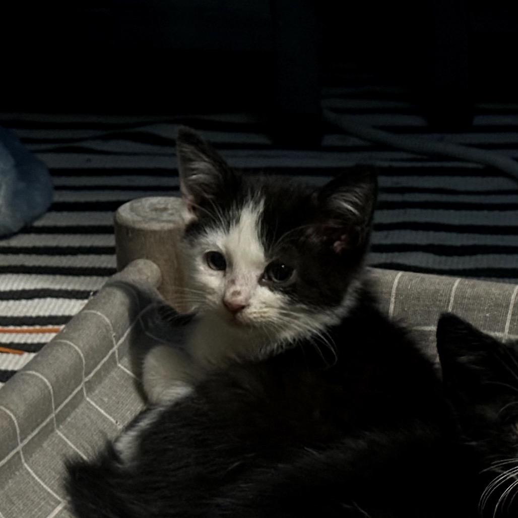 Enlarge Dot, a Adoptable Domestic Medium Hair in Katy, TX image 3/3