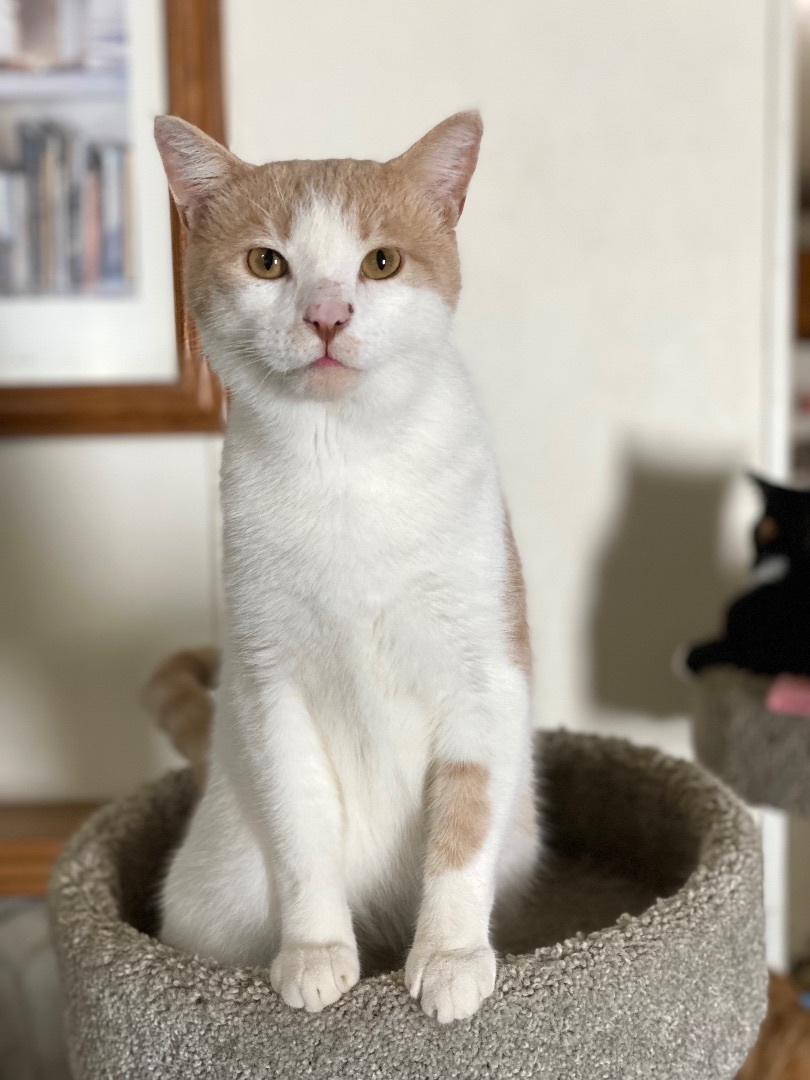 Simon , a Adoptable Domestic Short Hair in Goshen, IN image 1/4
