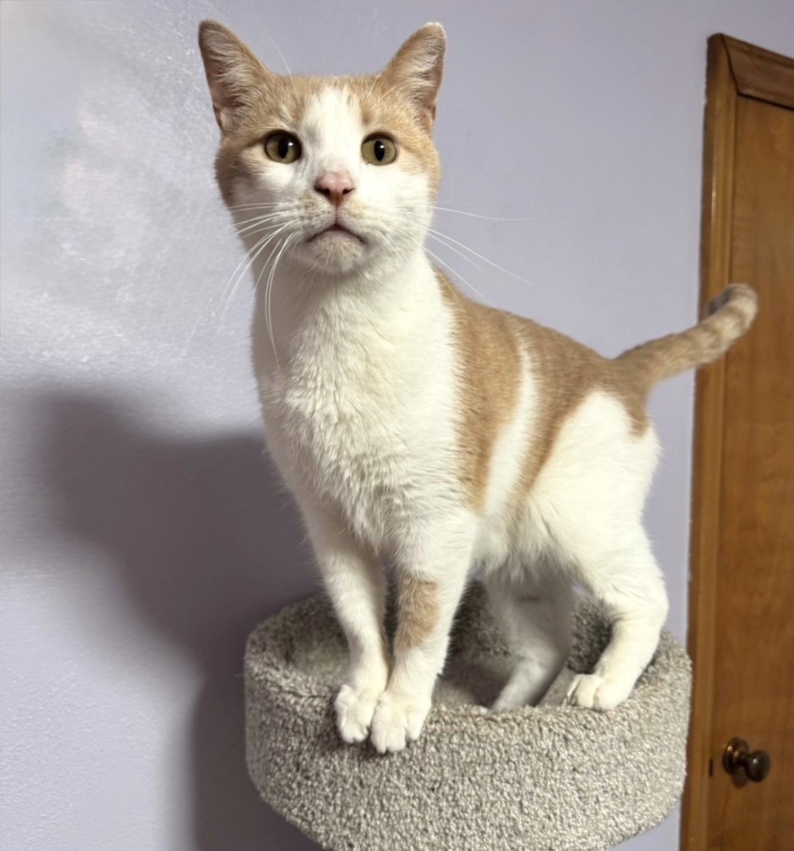 Simon , Adoptable, Adult Male Domestic Short Hair.