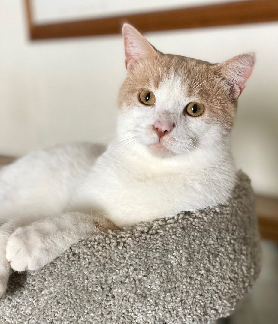 Simon , a Adoptable Domestic Short Hair in Goshen, IN image 3/4