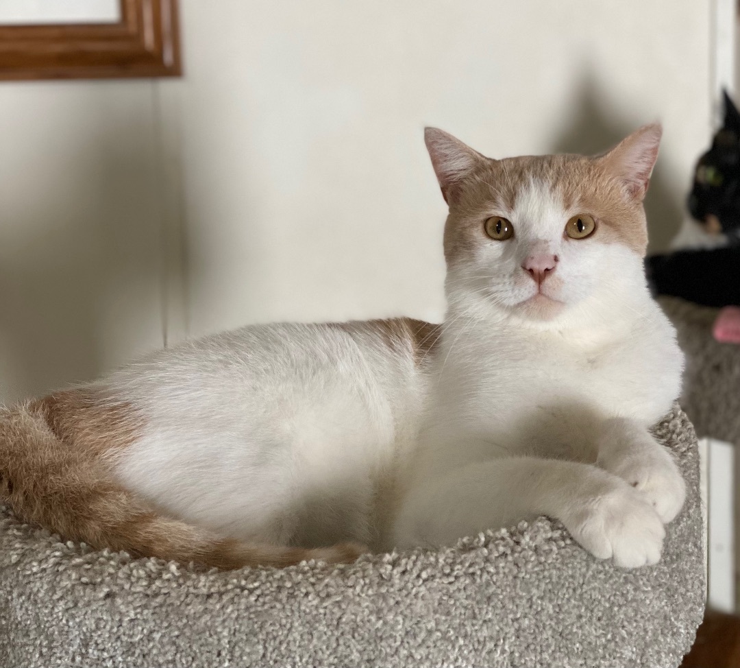 Simon , a Adoptable Domestic Short Hair in Goshen, IN image 4/4