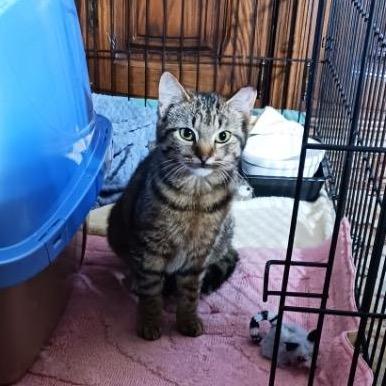 Precious, Adoptable, Young Female Domestic Short Hair.