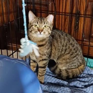 Enlarge Precious, a Adoptable Domestic Short Hair in Mount Laurel, NJ image 2/2