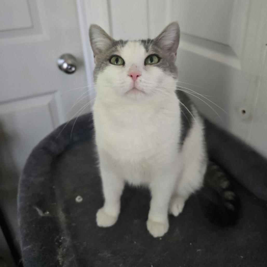 Mona Lisa, Adoptable, Young Female Domestic Short Hair.
