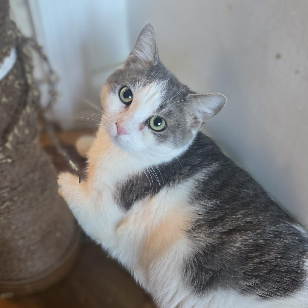 Enlarge Mona Lisa, a Adoptable Domestic Short Hair in Jarrettsville, MD image 2/4