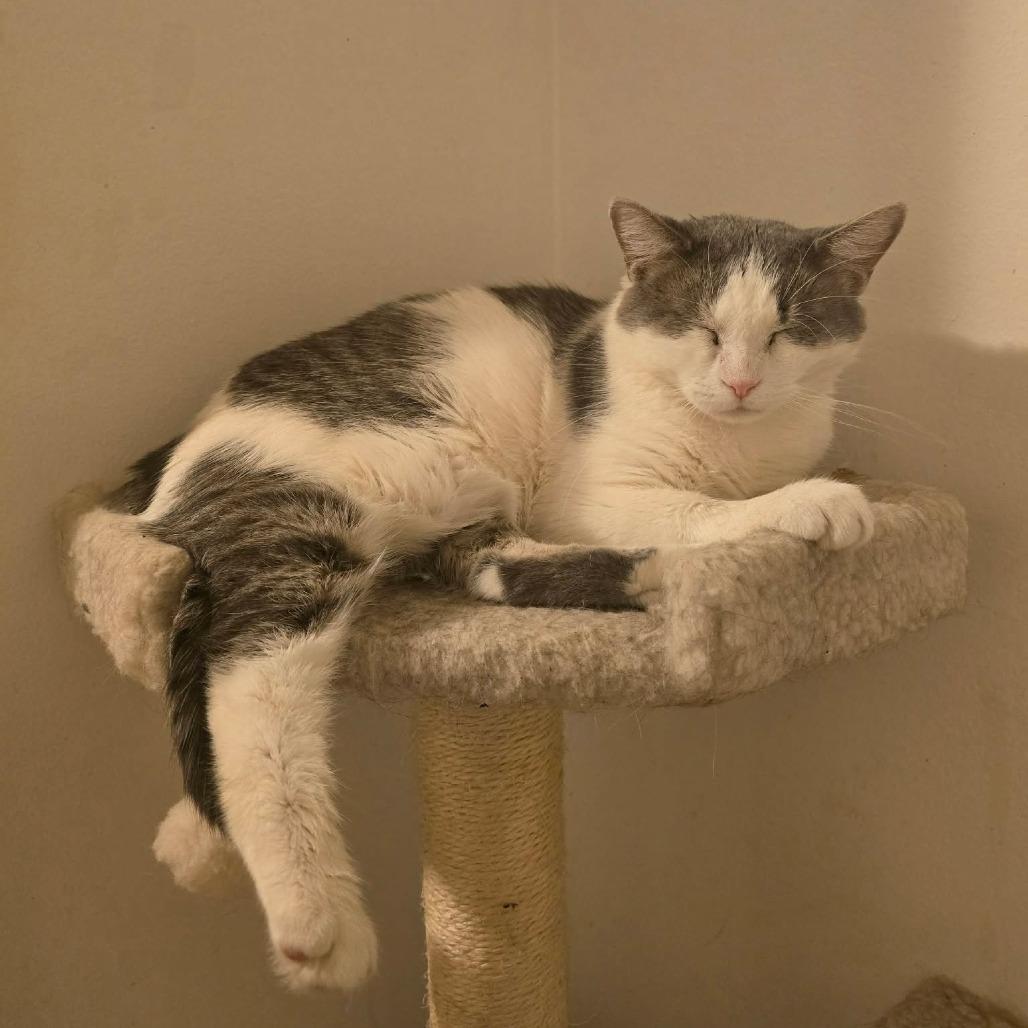 Enlarge Mona Lisa, a Adoptable Domestic Short Hair in Jarrettsville, MD image 3/4