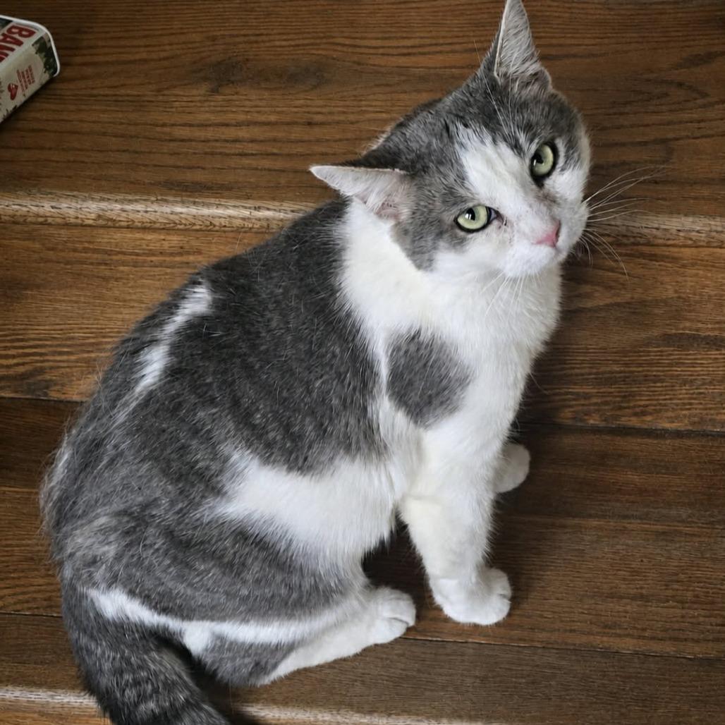 Enlarge Mona Lisa, a Adoptable Domestic Short Hair in Jarrettsville, MD image 4/4