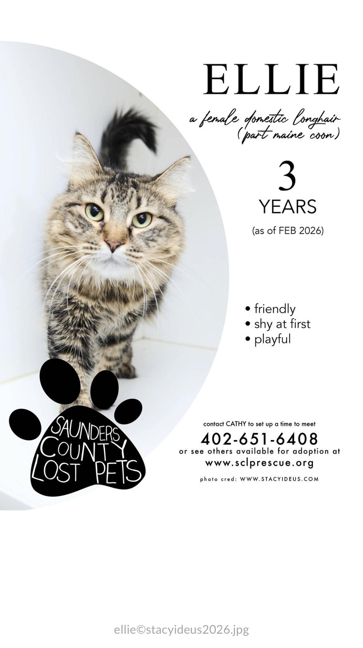 Enlarge Ellie, an adopted Domestic Long Hair in Wahoo, NE image 1/1