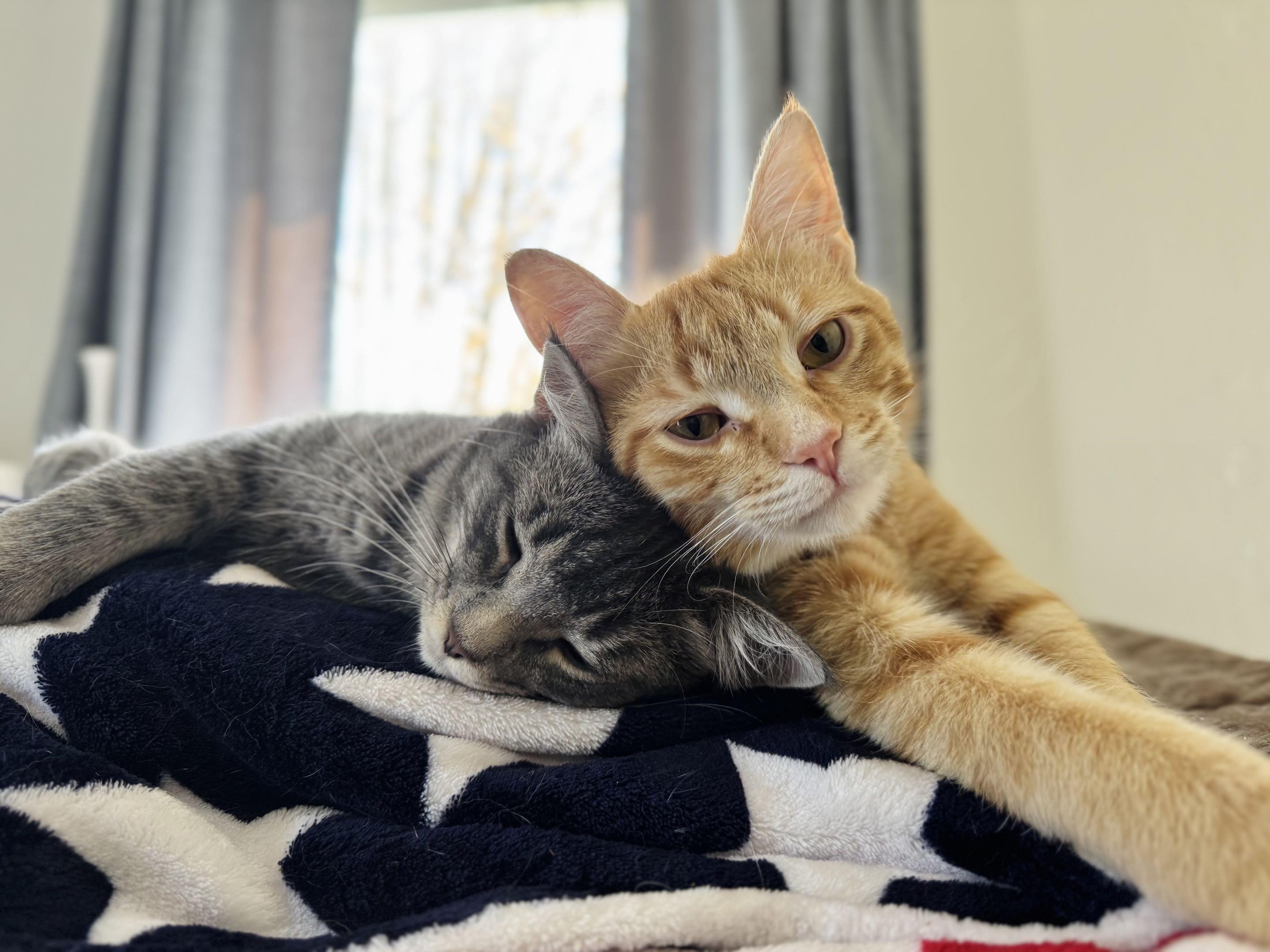 Enlarge Pinto & Cheese, a Adoptable mixed breed in Milwaukee, WI image 1/6