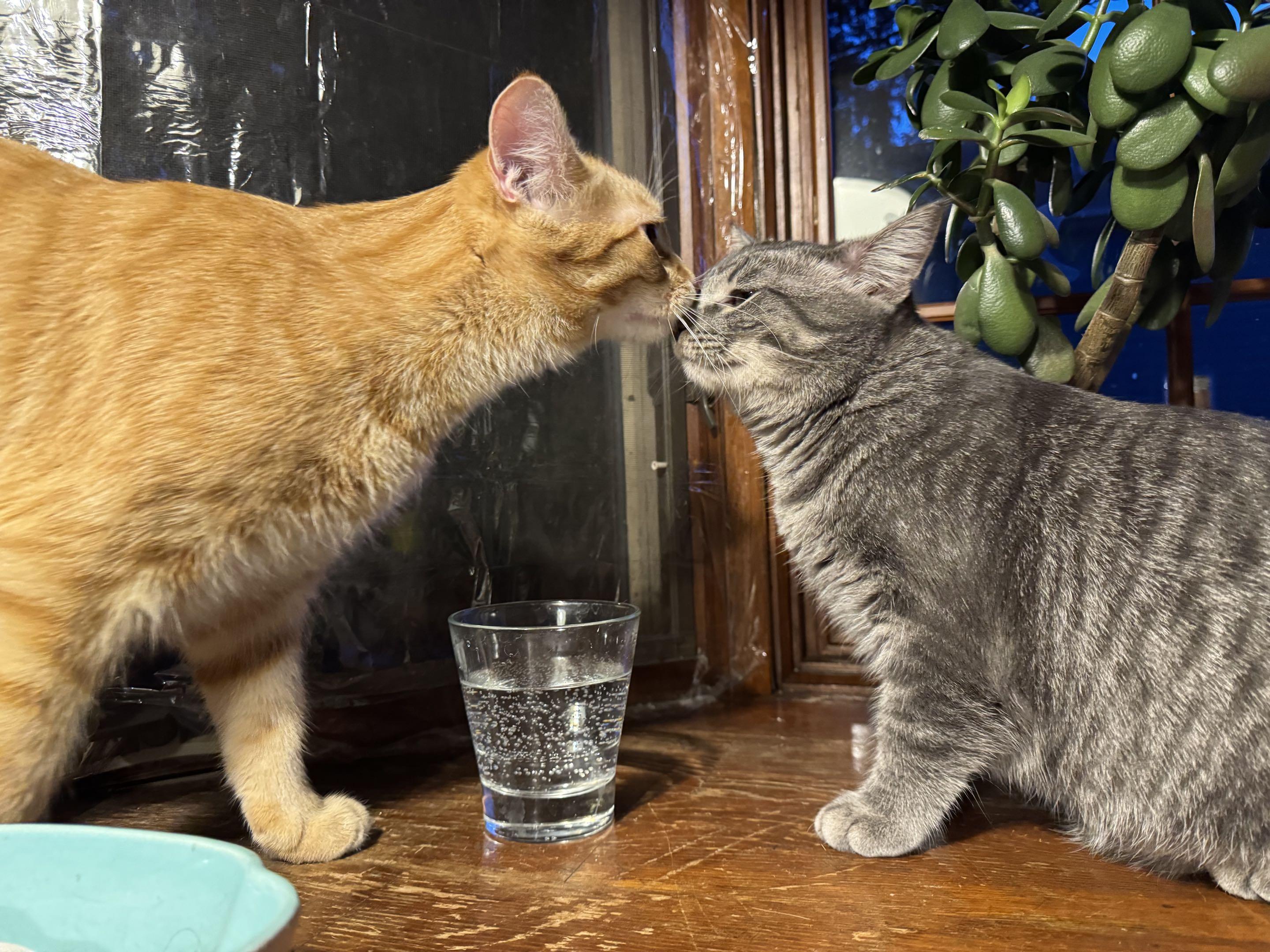 Enlarge Pinto & Cheese, a Adoptable mixed breed in Milwaukee, WI image 2/6