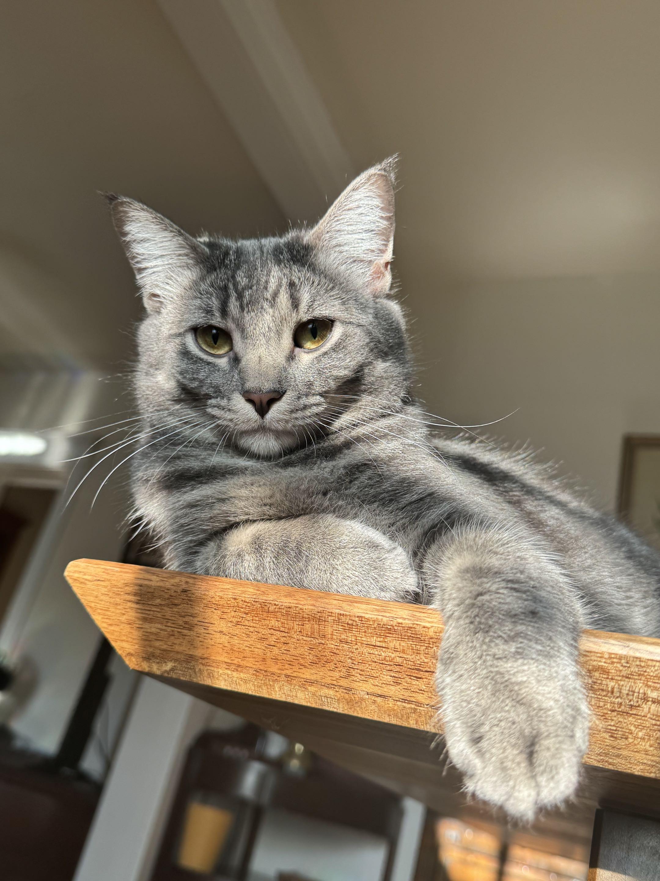 Enlarge Pinto & Cheese, a Adoptable mixed breed in Milwaukee, WI image 4/6