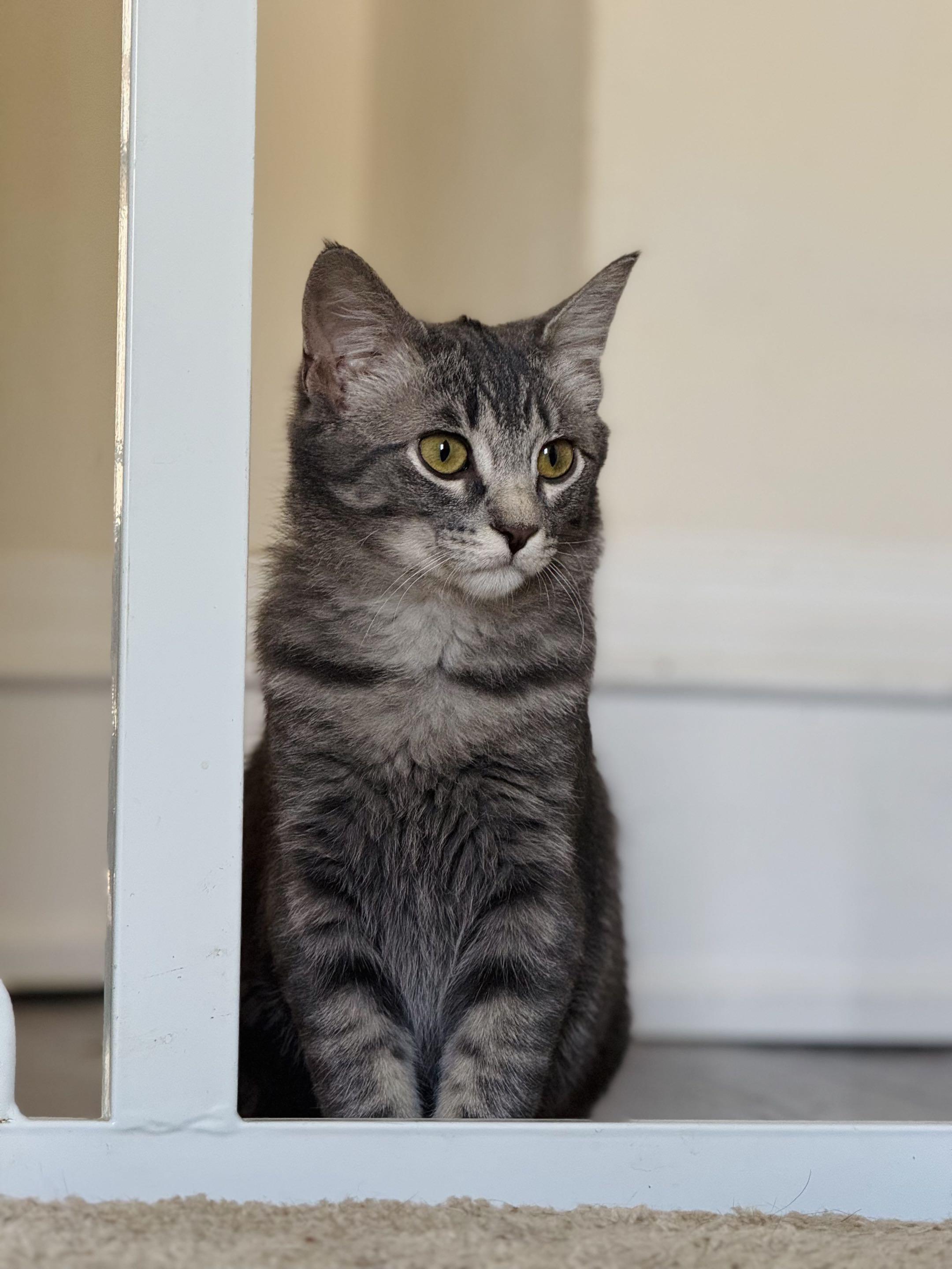 Enlarge Pinto & Cheese, a Adoptable mixed breed in Milwaukee, WI image 5/6