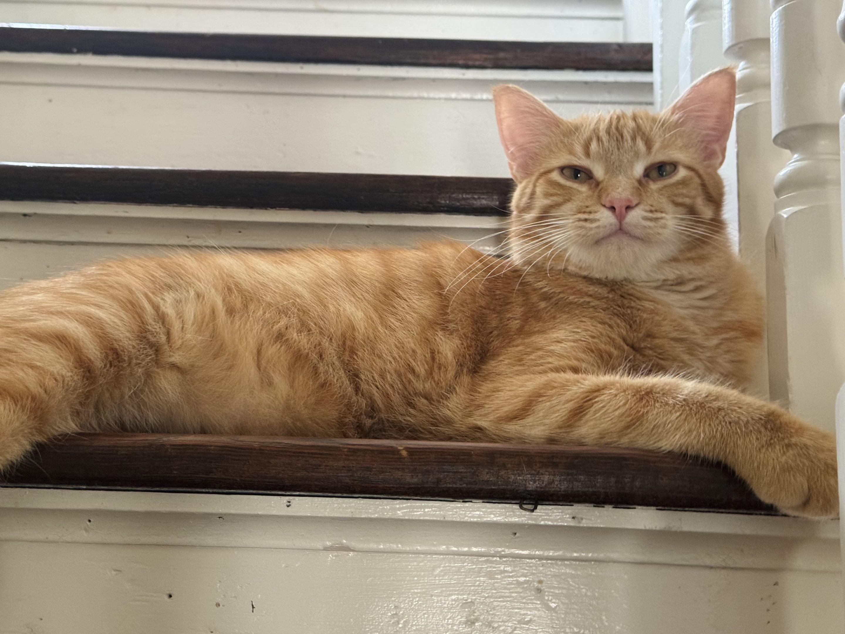Enlarge Pinto & Cheese, a Adoptable mixed breed in Milwaukee, WI image 3/6