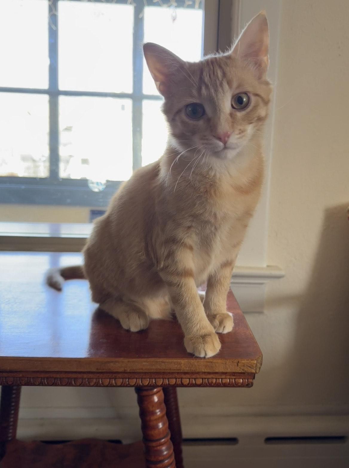 Enlarge Pinto & Cheese, a Adoptable mixed breed in Milwaukee, WI image 6/6