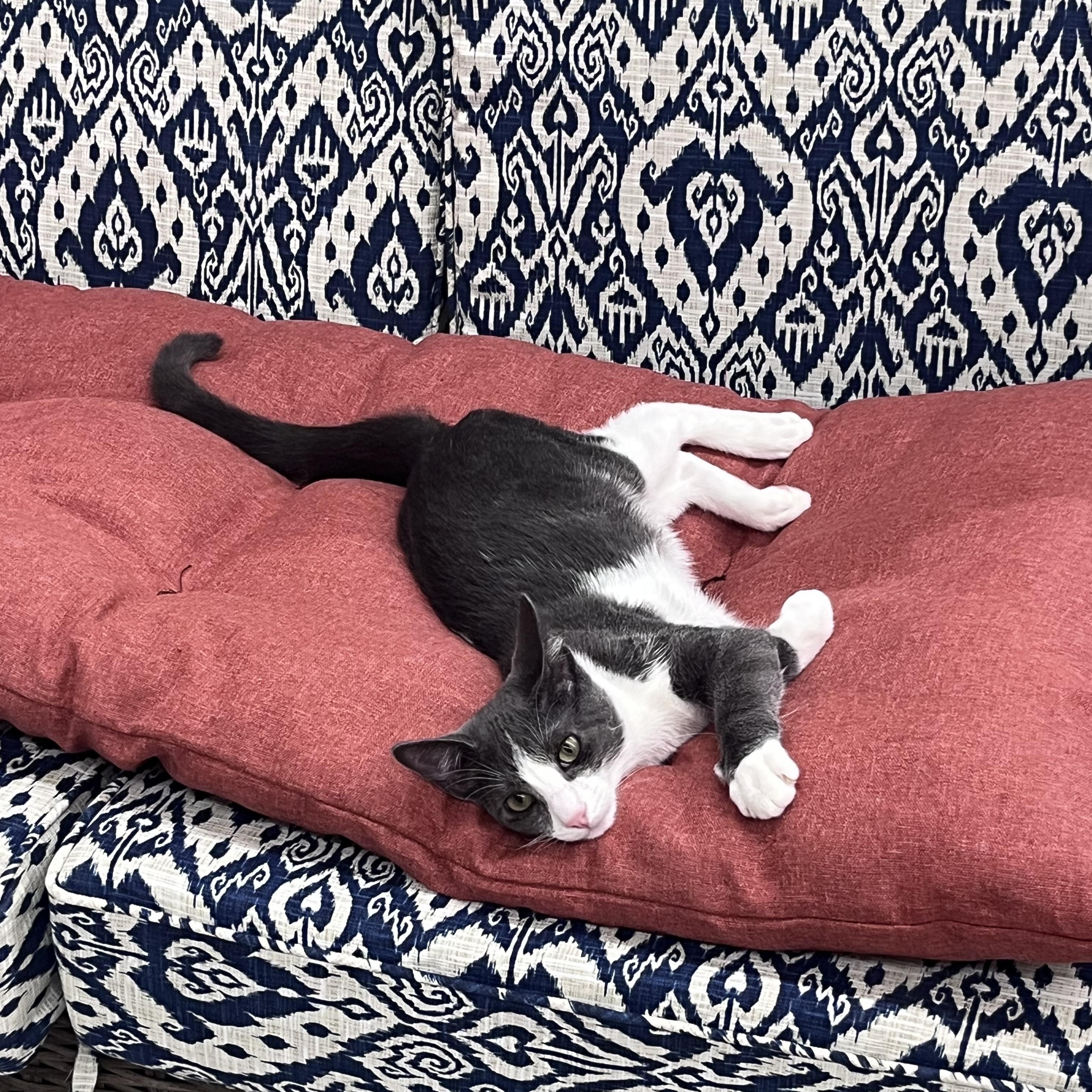 Enlarge Mahi, a Adoptable Domestic Short Hair in Xenia, OH image 3/6