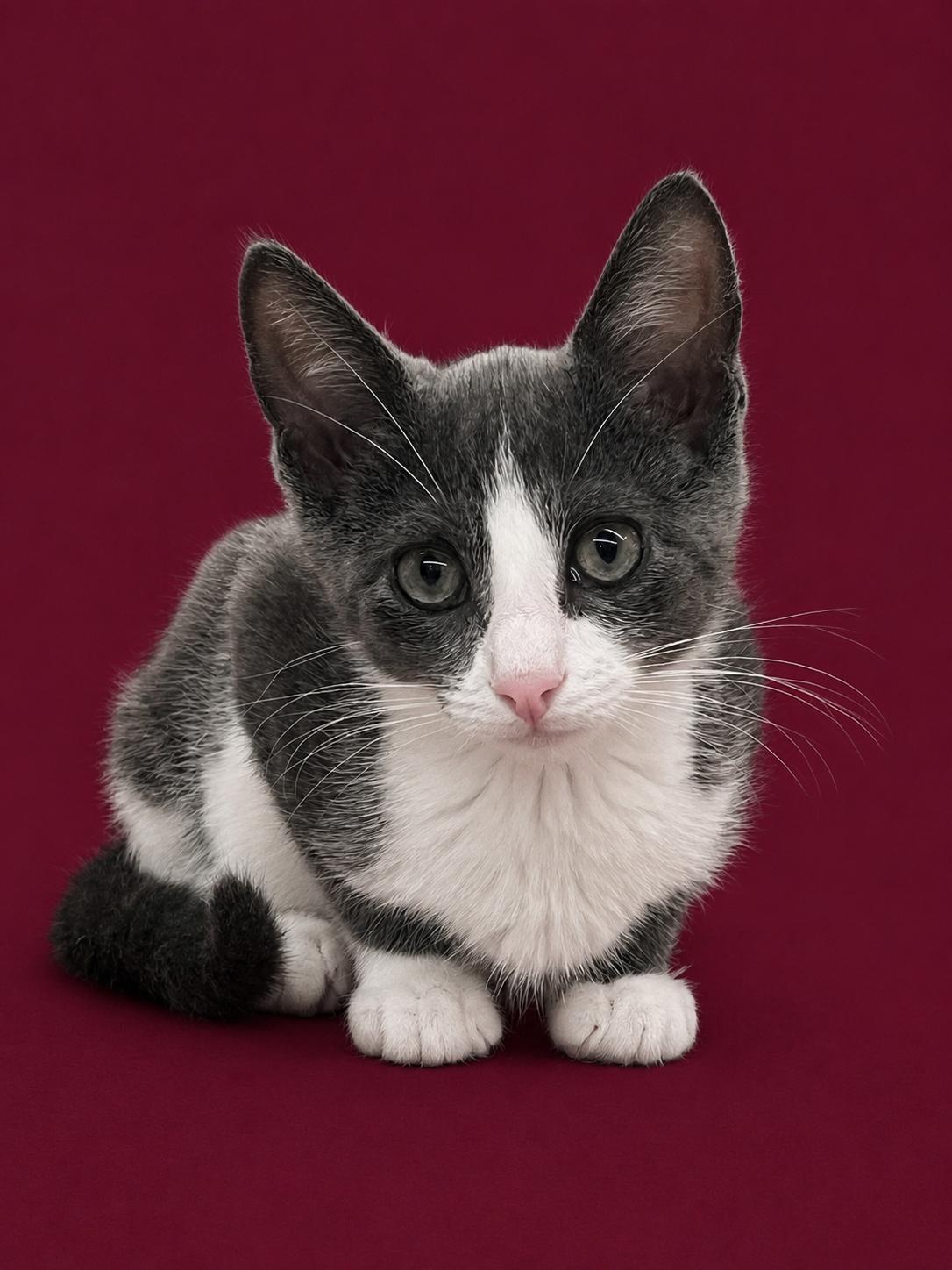 Mahi, ADOPTABLE, Kitten Male Domestic Short Hair.