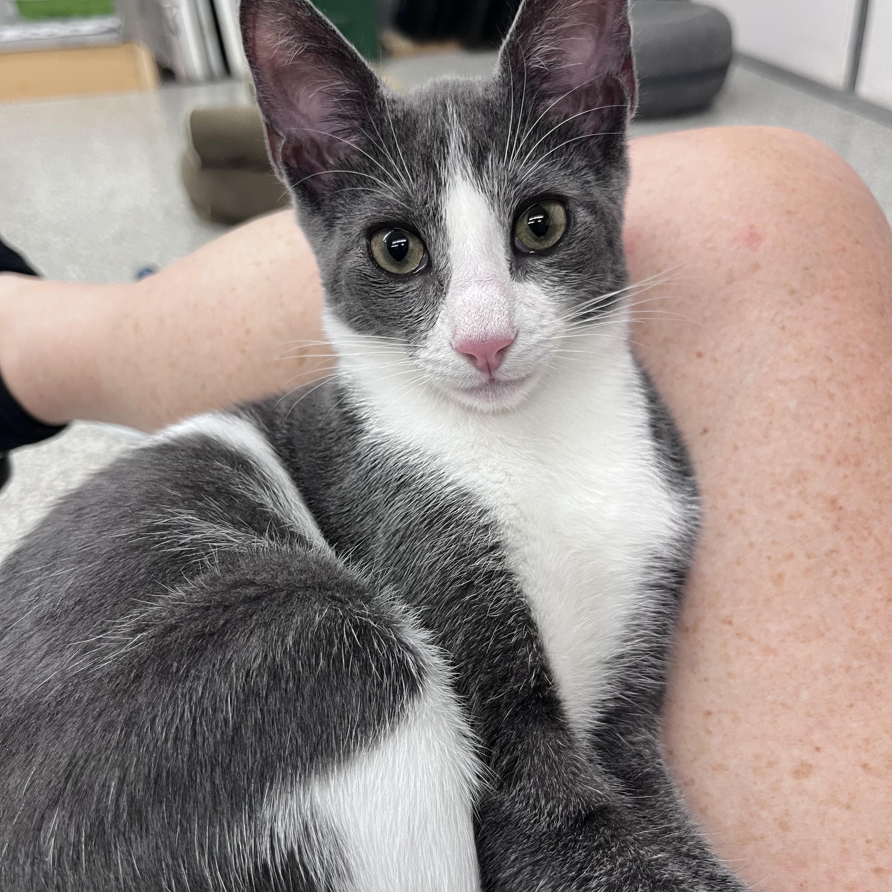 Enlarge Mahi, a Adoptable Domestic Short Hair in Xenia, OH image 2/6