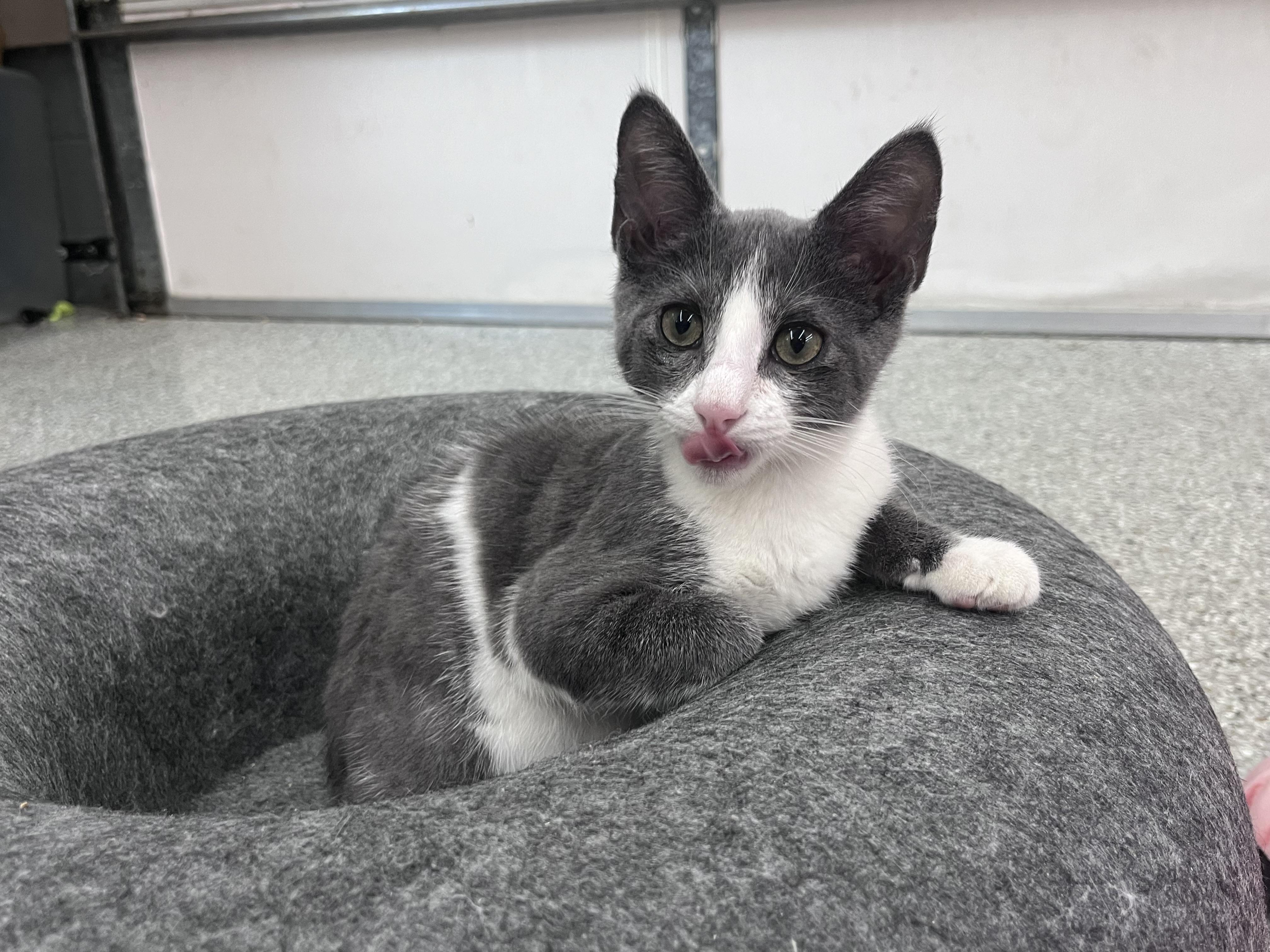 Enlarge Mahi, a Adoptable Domestic Short Hair in Xenia, OH image 1/6