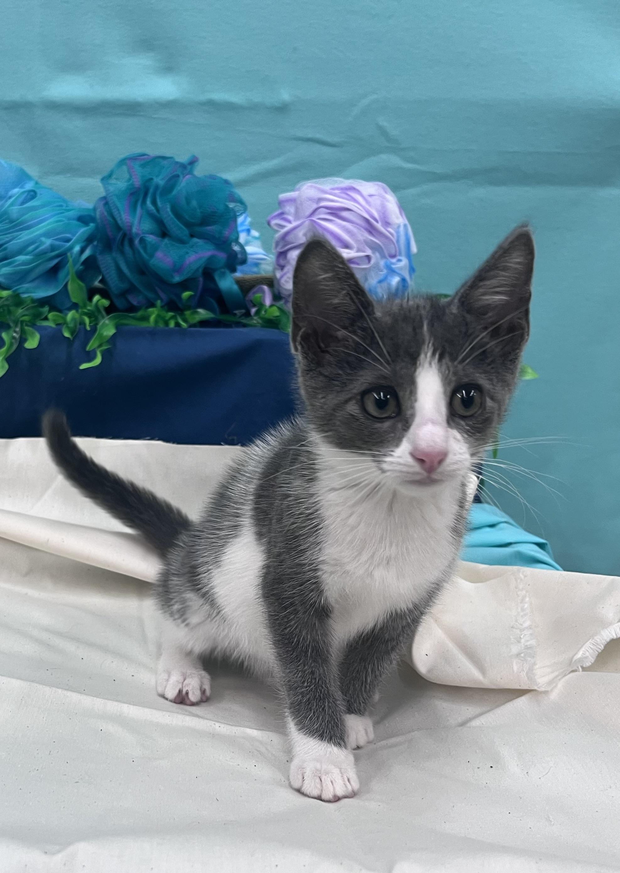 Mahi, a ADOPTABLE Domestic Short Hair in Xenia, OH image 2/6