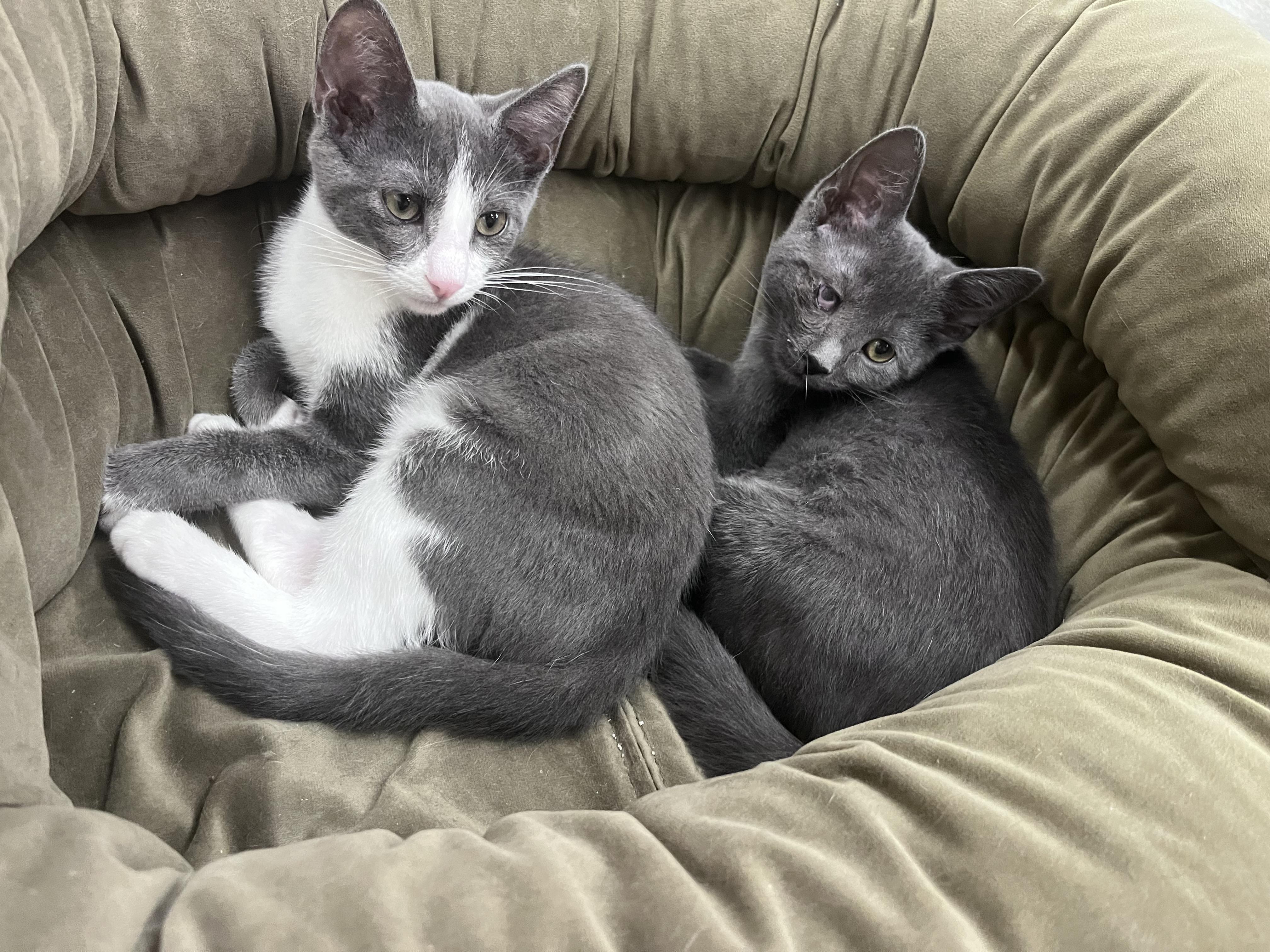 Enlarge Mahi, a Adoptable Domestic Short Hair in Xenia, OH image 5/6