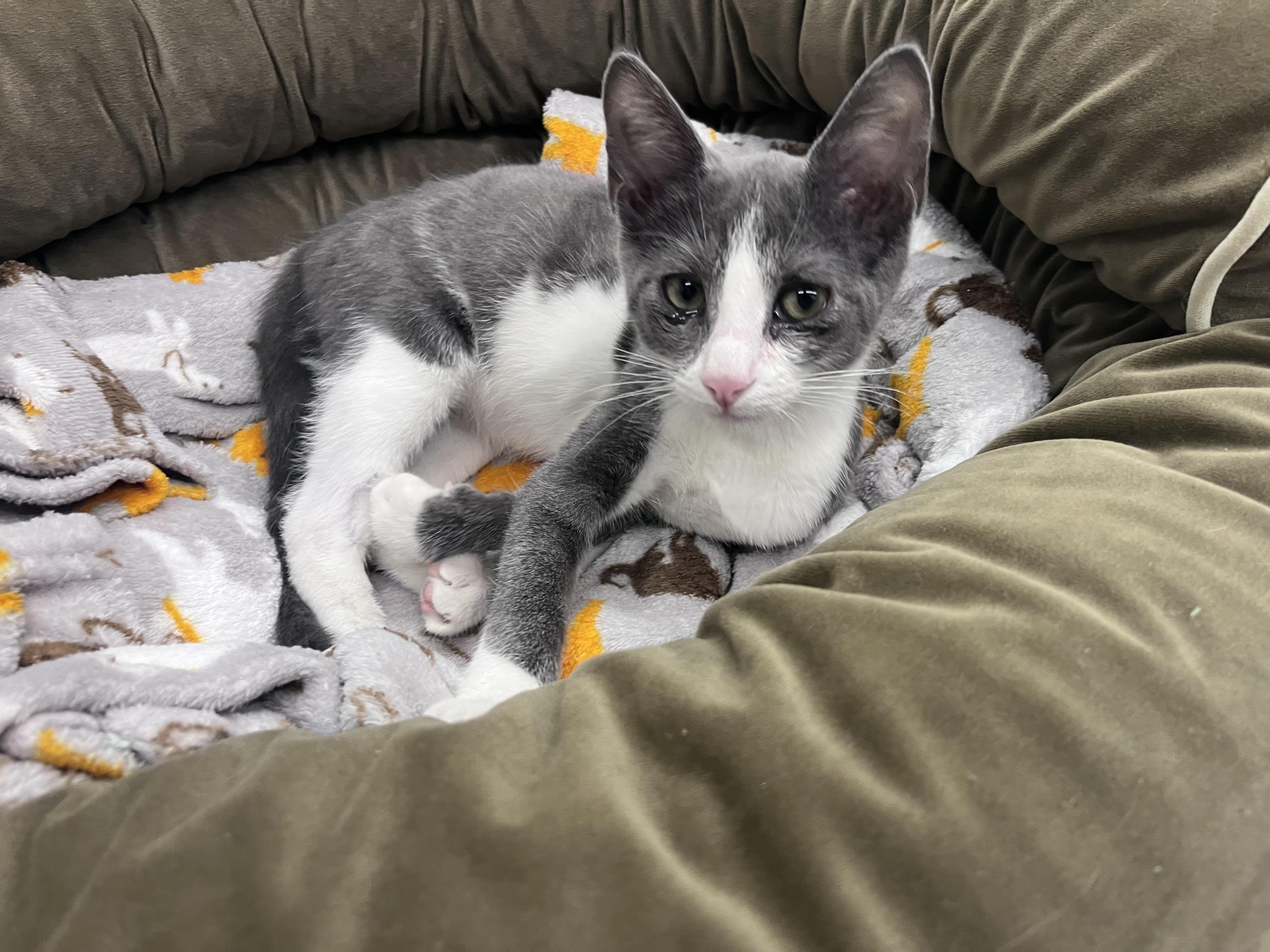 Enlarge Mahi, a Adoptable Domestic Short Hair in Xenia, OH image 6/6