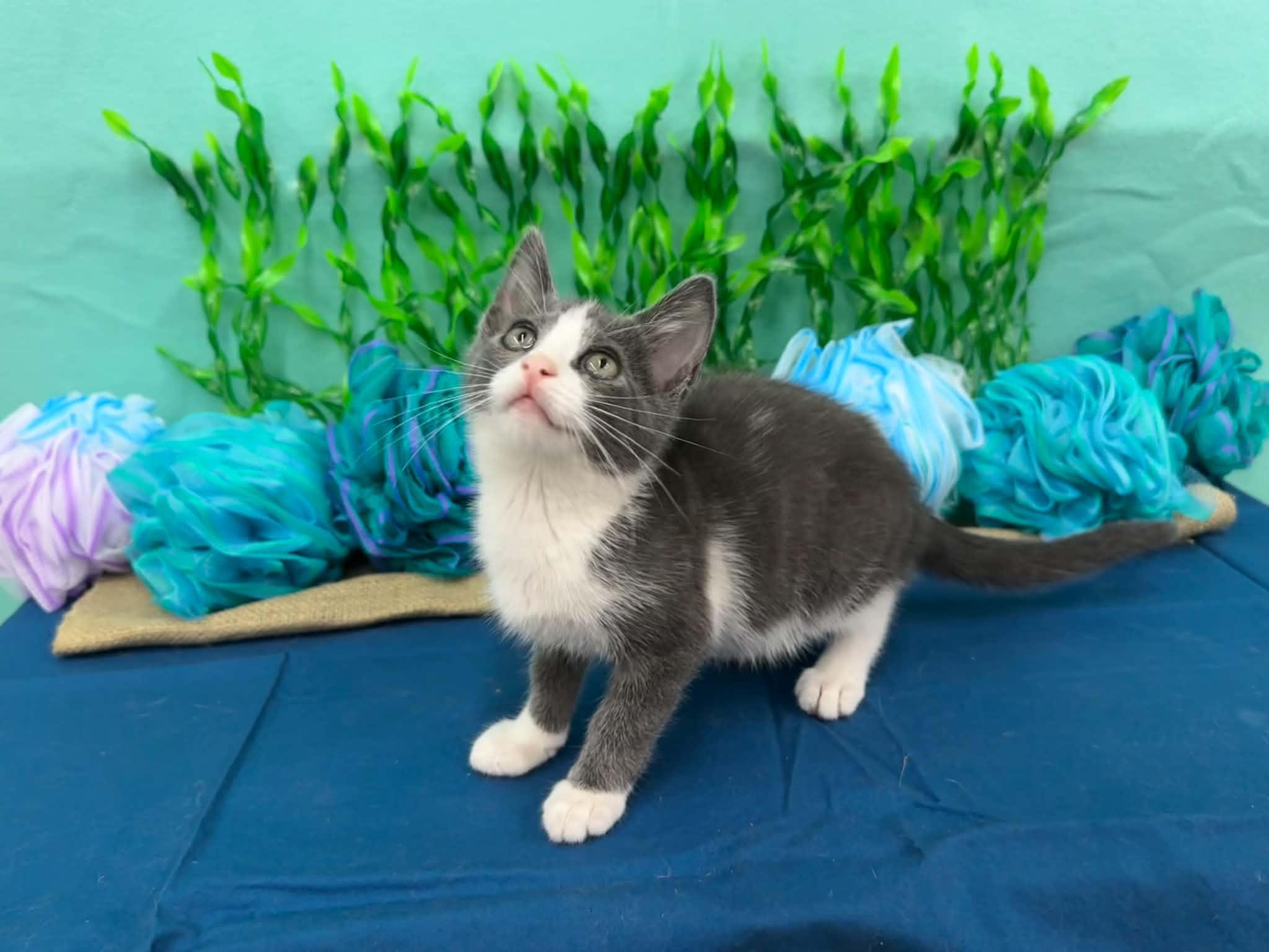 Mahi, a ADOPTABLE Domestic Short Hair in Xenia, OH image 6/6