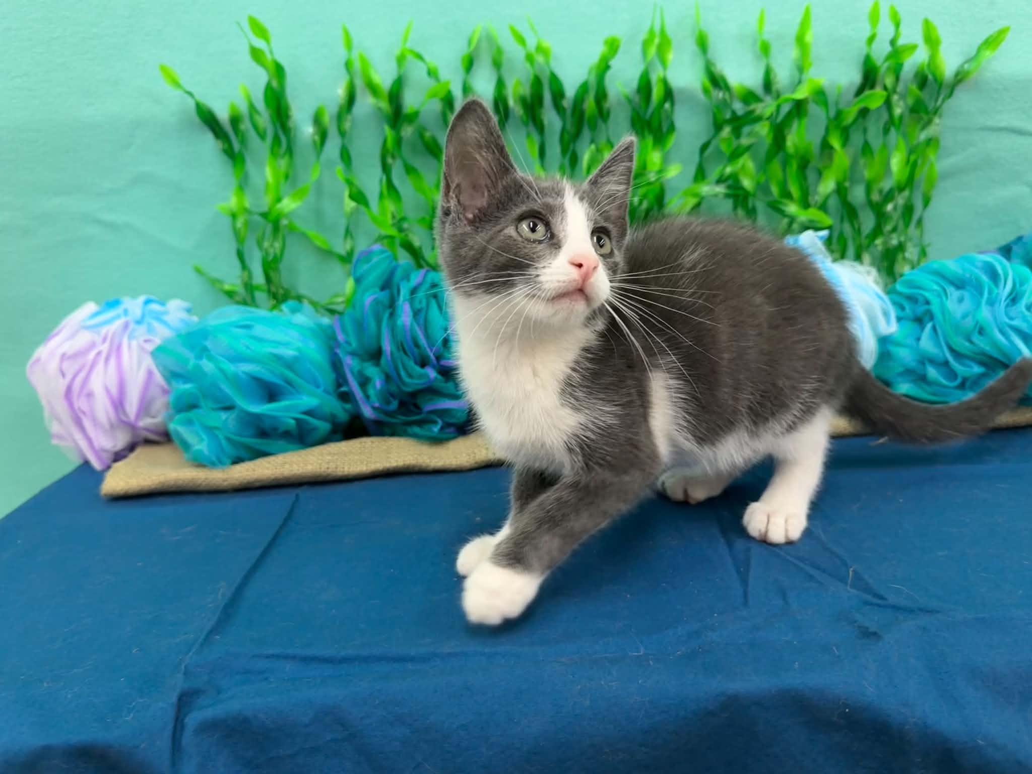Mahi, a ADOPTABLE Domestic Short Hair in Xenia, OH image 4/6