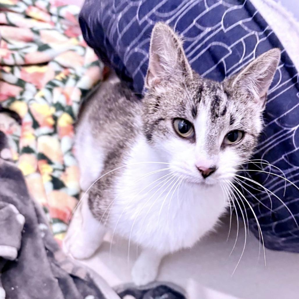 Peanut, Adoptable, Young Female American Shorthair.