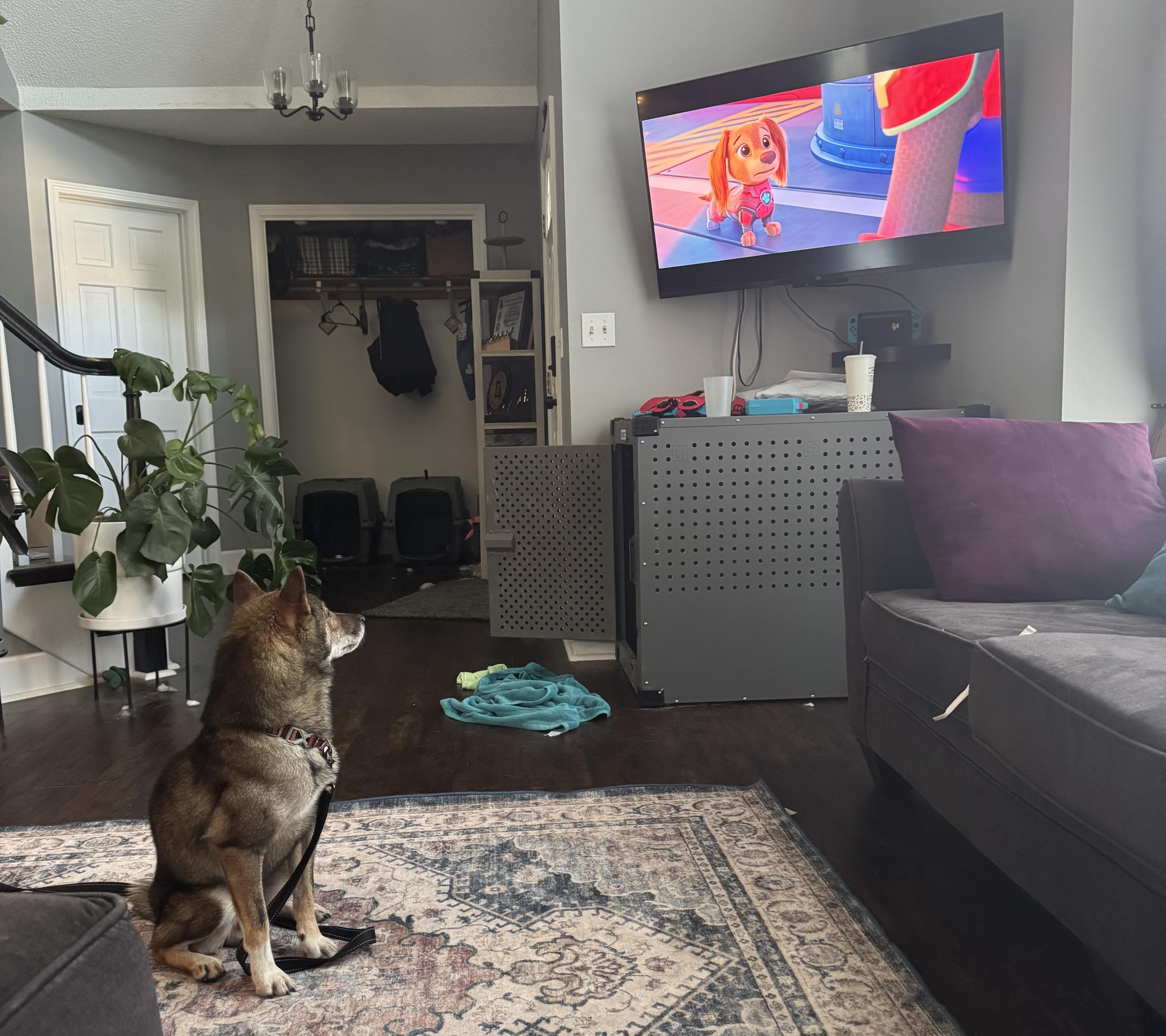 Enlarge Dojo, a Adopted Shiba Inu in Kansas City, MO image 3/6