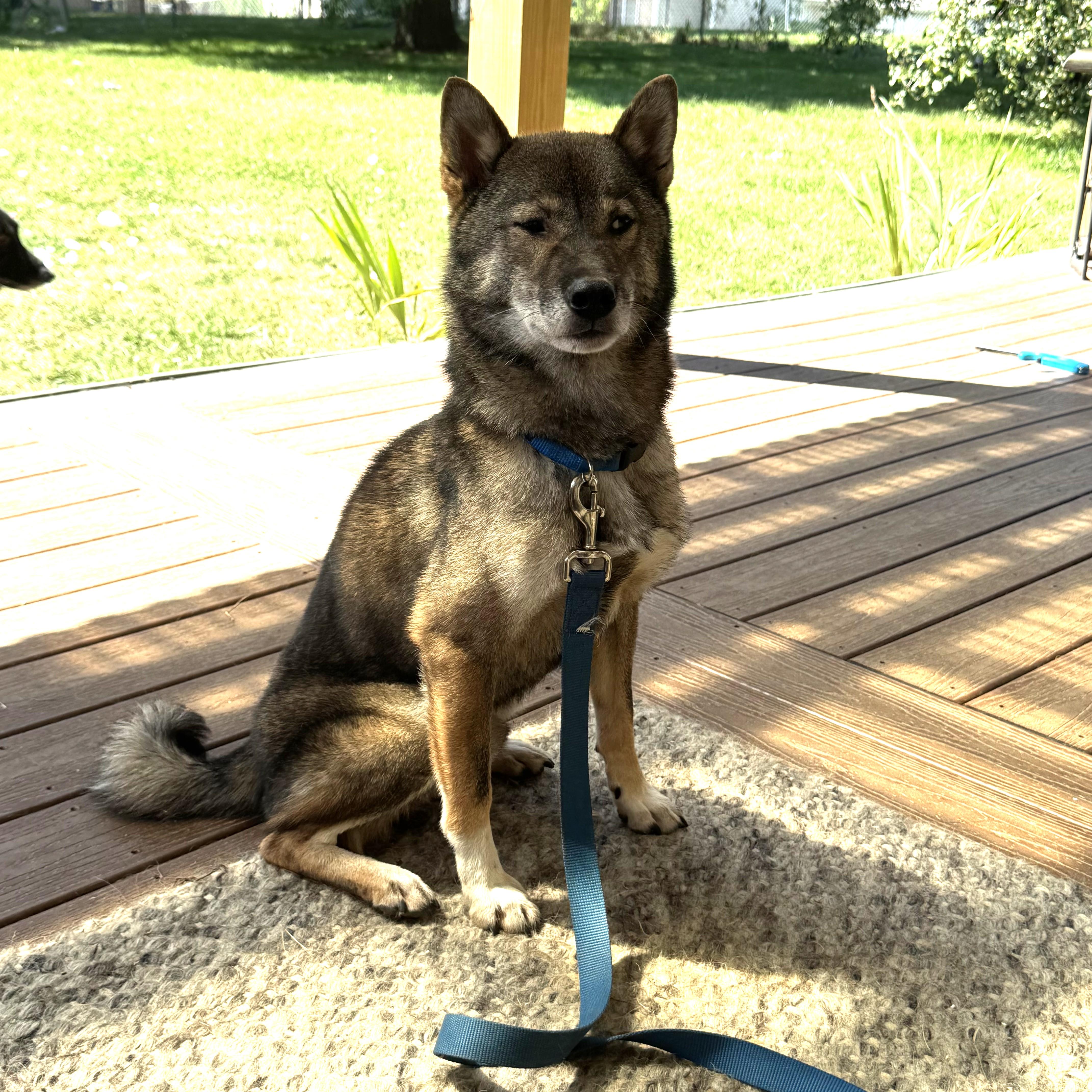 Enlarge Dojo, a Adopted Shiba Inu in Kansas City, MO image 2/6
