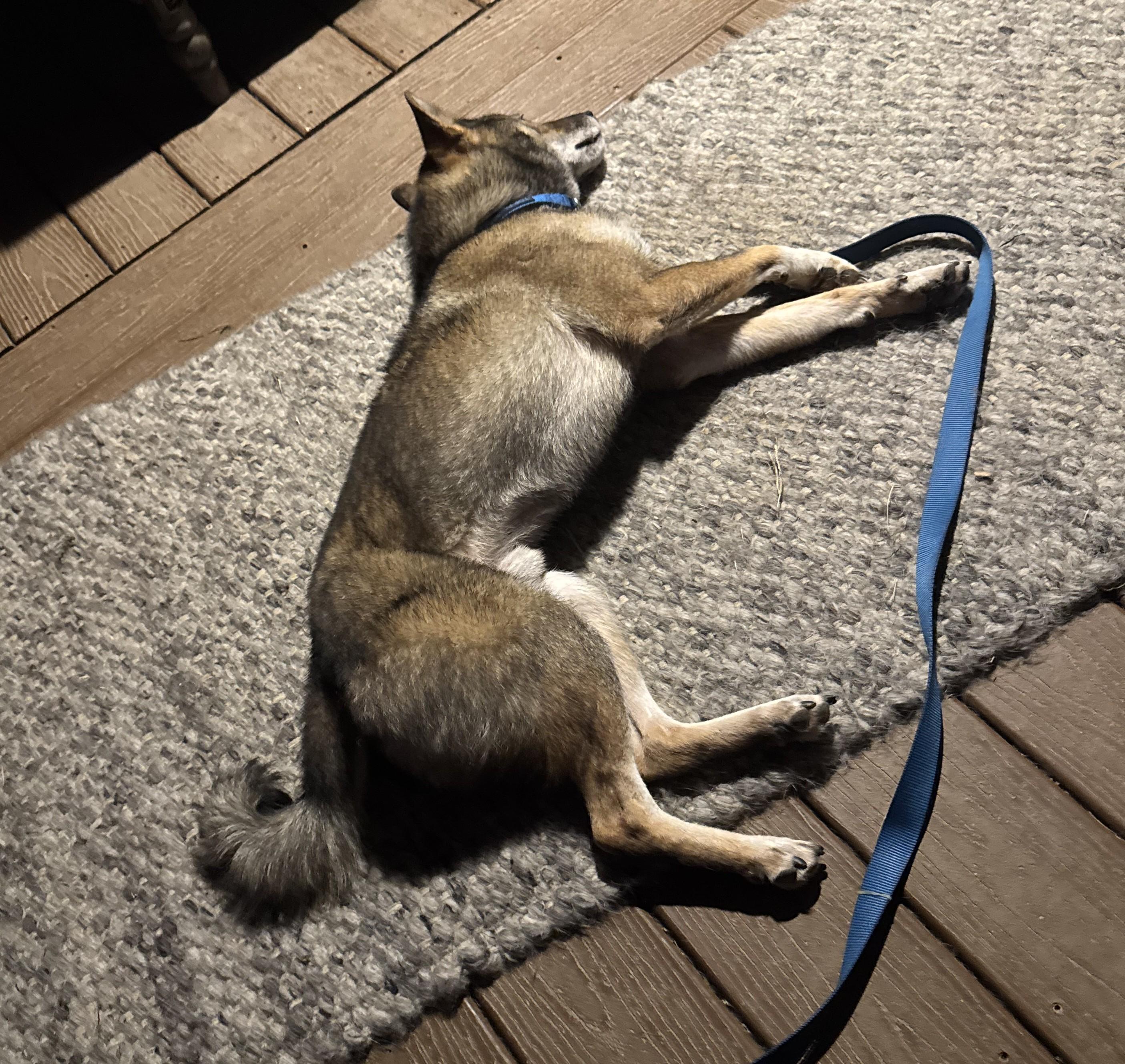 Enlarge Dojo, a Adopted Shiba Inu in Kansas City, MO image 5/6