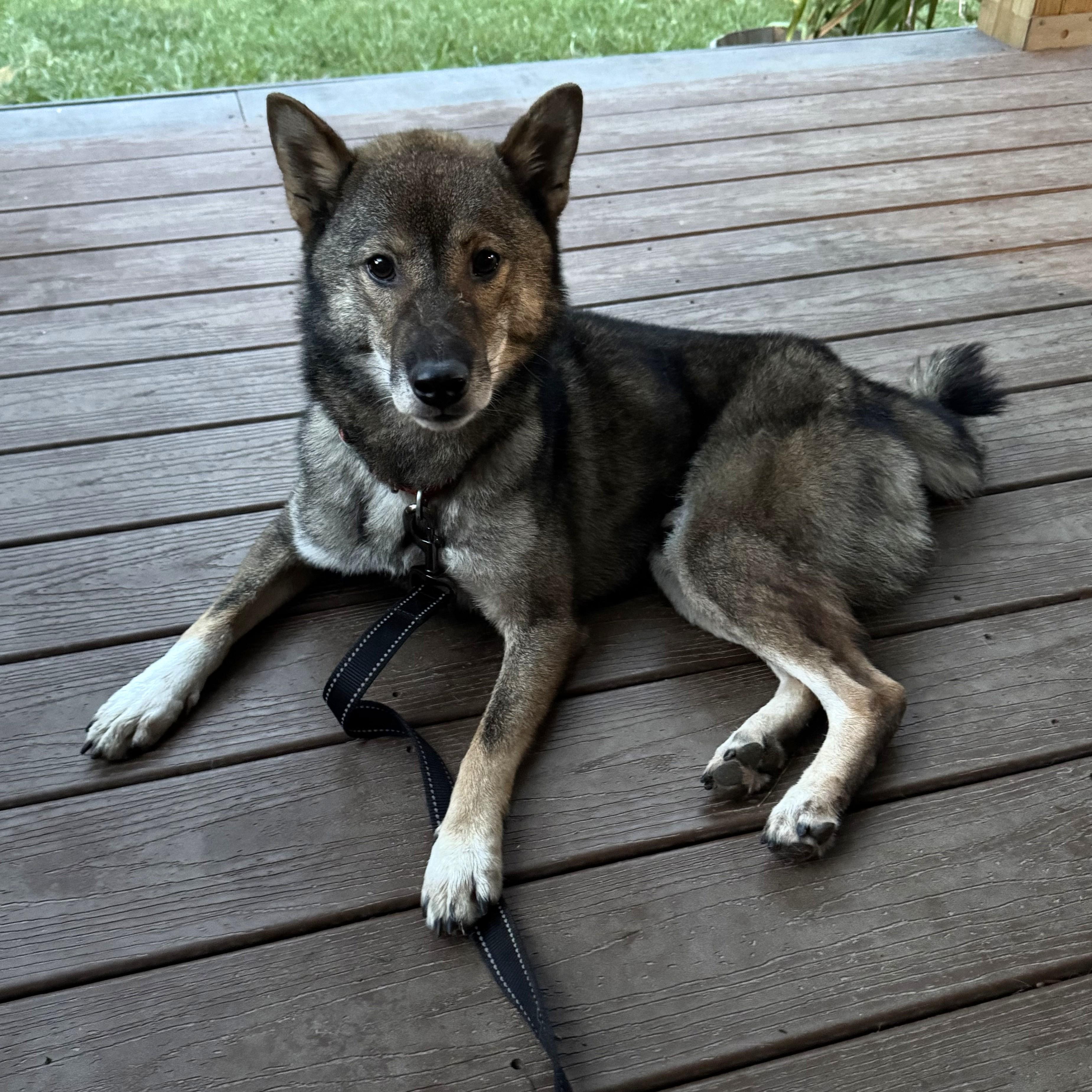 Enlarge Dojo, a Adopted Shiba Inu in Kansas City, MO image 6/6