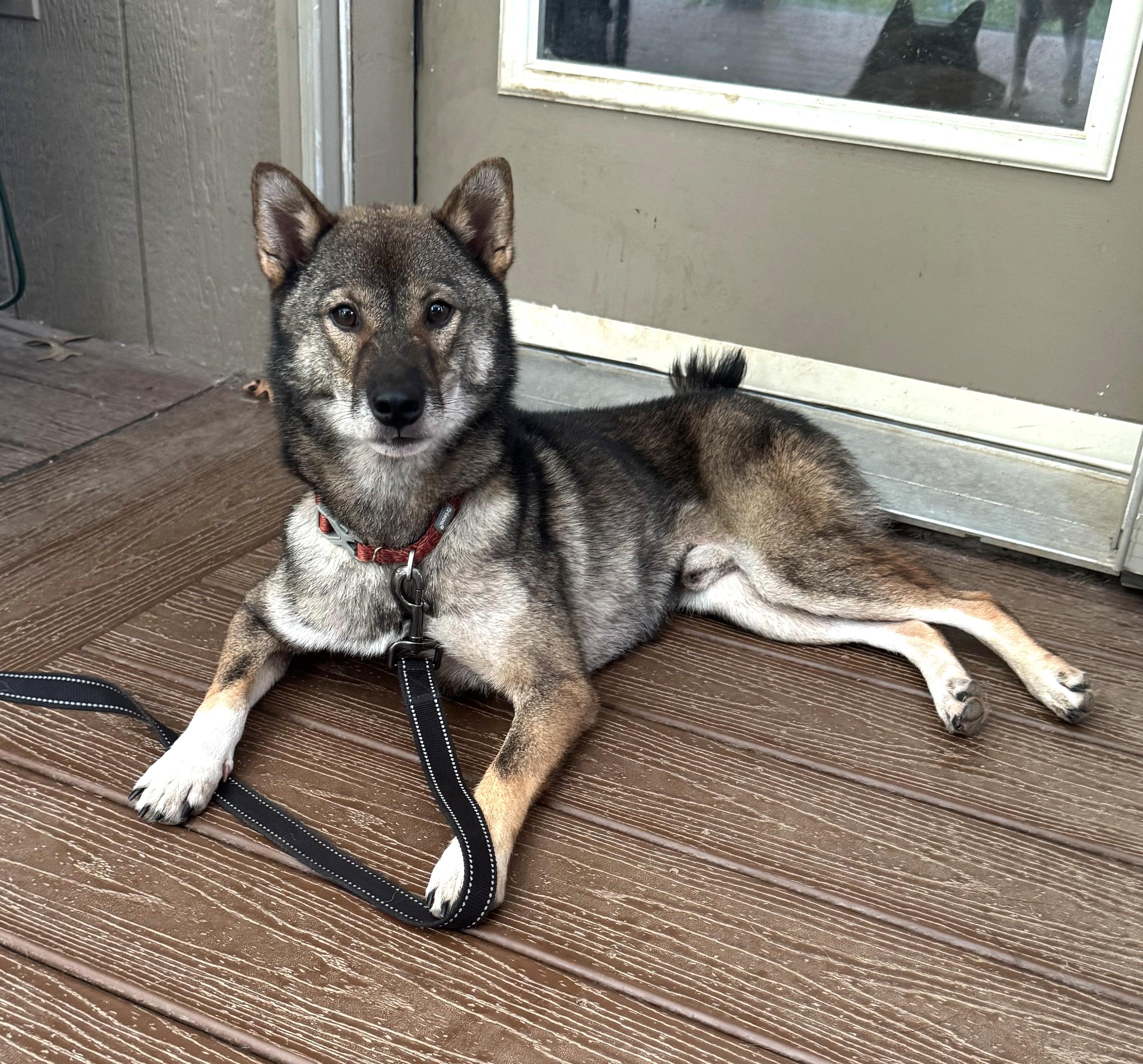 Dojo, Adopted, Adult Male Shiba Inu.