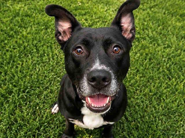 CHIEF, Adoptable, Adult Male Pit Bull Terrier & Mixed Breed.