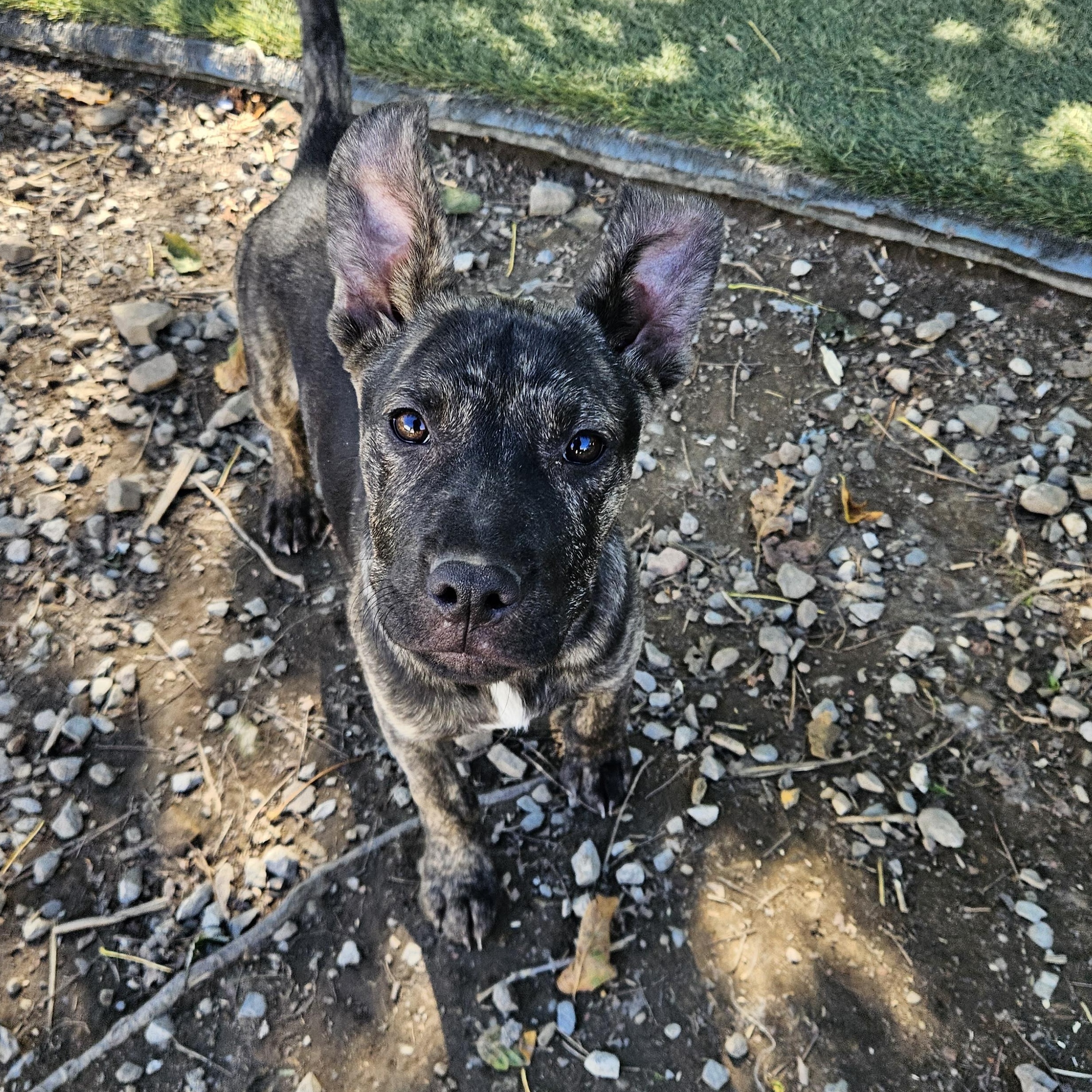 Enlarge Rambo Ready, a Adoptable mixed breed in Woburn, MA image 4/6