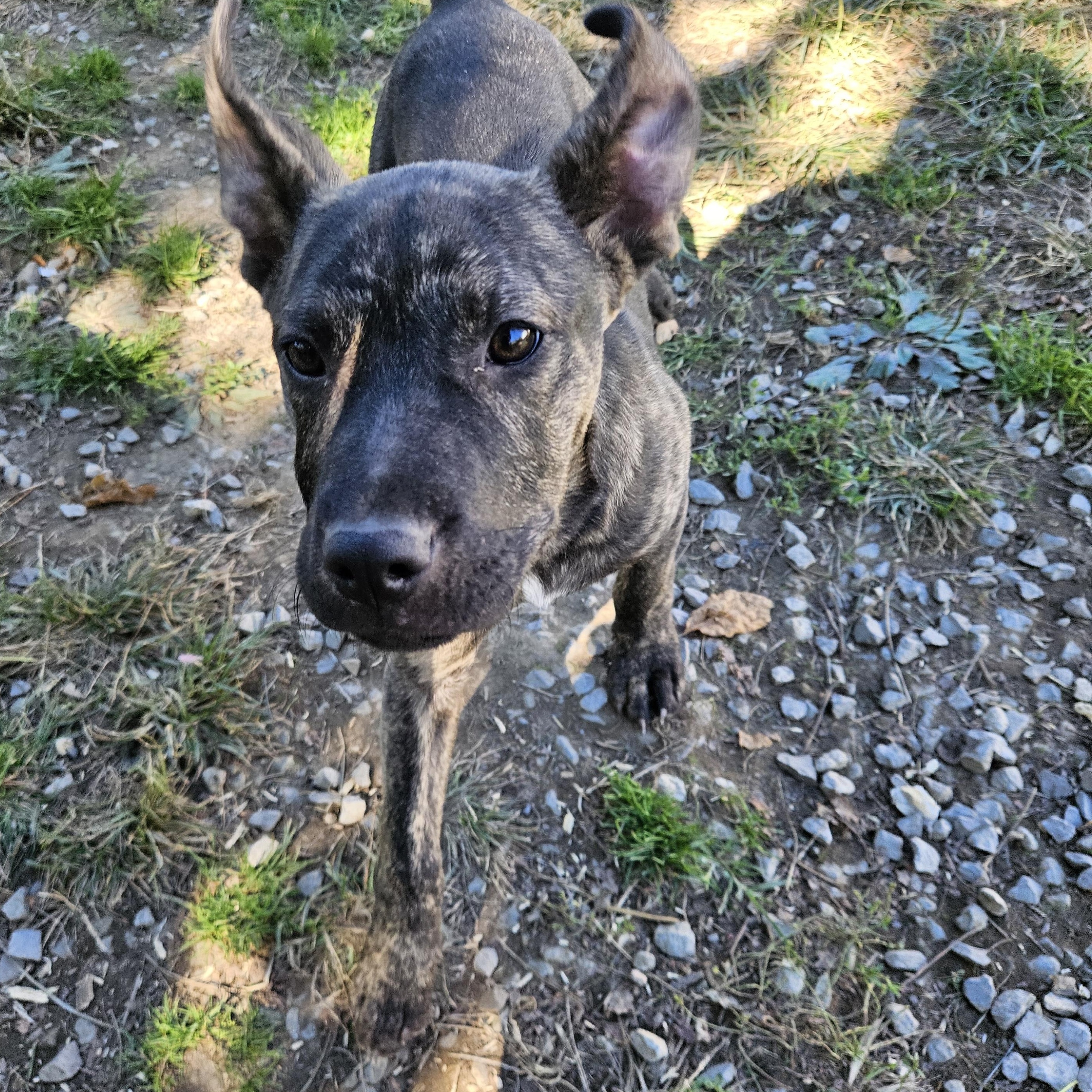Enlarge Rambo Ready, a Adoptable mixed breed in Woburn, MA image 1/6