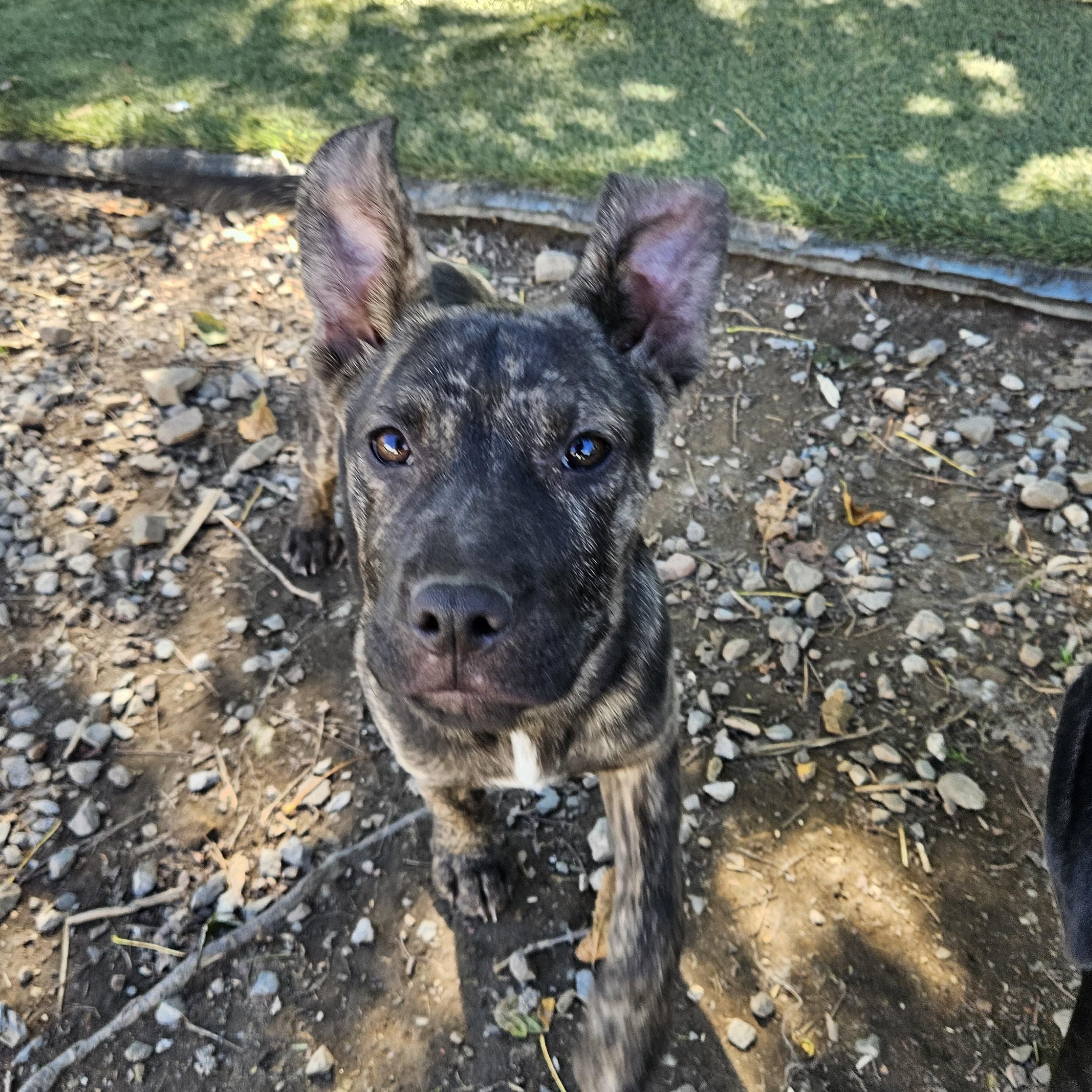 Enlarge Rambo Ready, a Adoptable mixed breed in Woburn, MA image 2/6