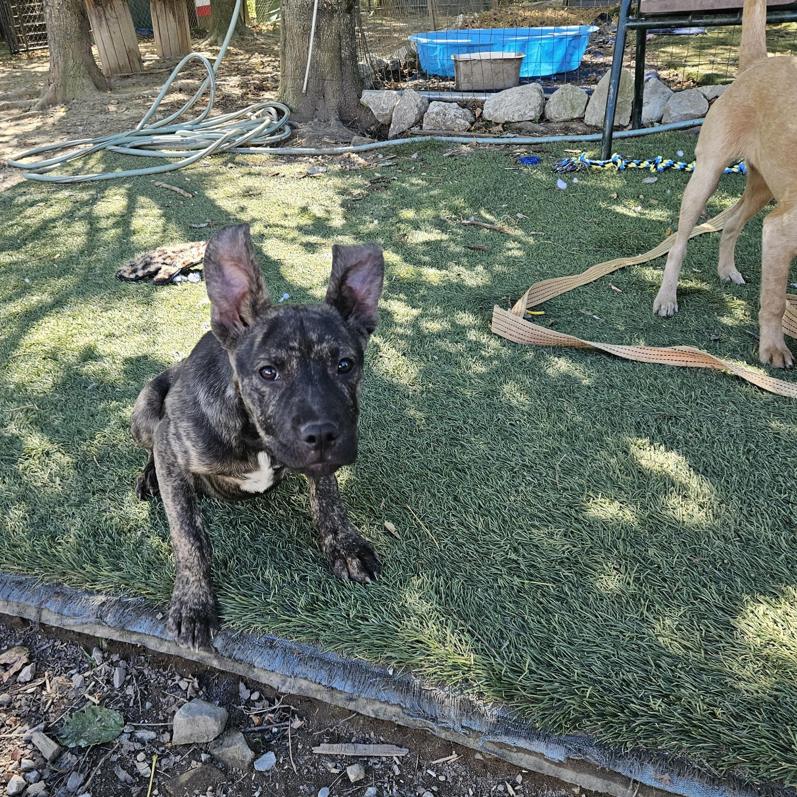 Enlarge Rambo Ready, a Adoptable mixed breed in Woburn, MA image 5/6