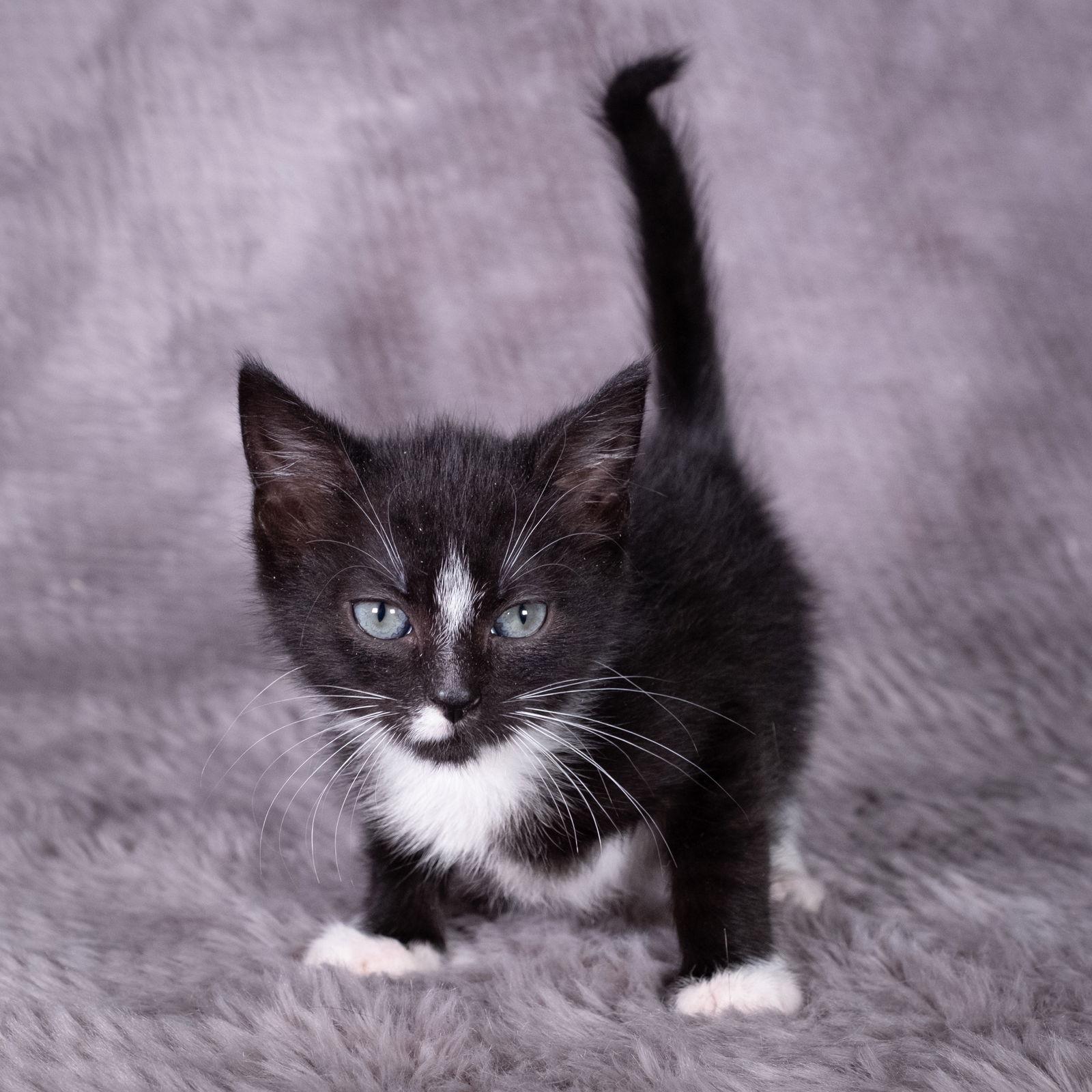 Skunk - Andrea foster, Adoptable, Kitten Male Domestic Short Hair.