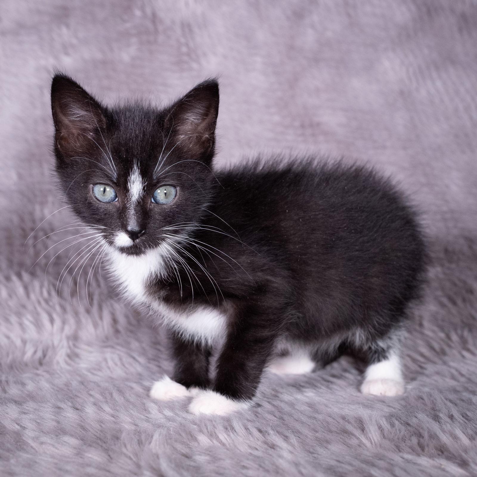 Skunk - Andrea foster, a Adoptable Domestic Short Hair in Social Circle, GA image 2/3