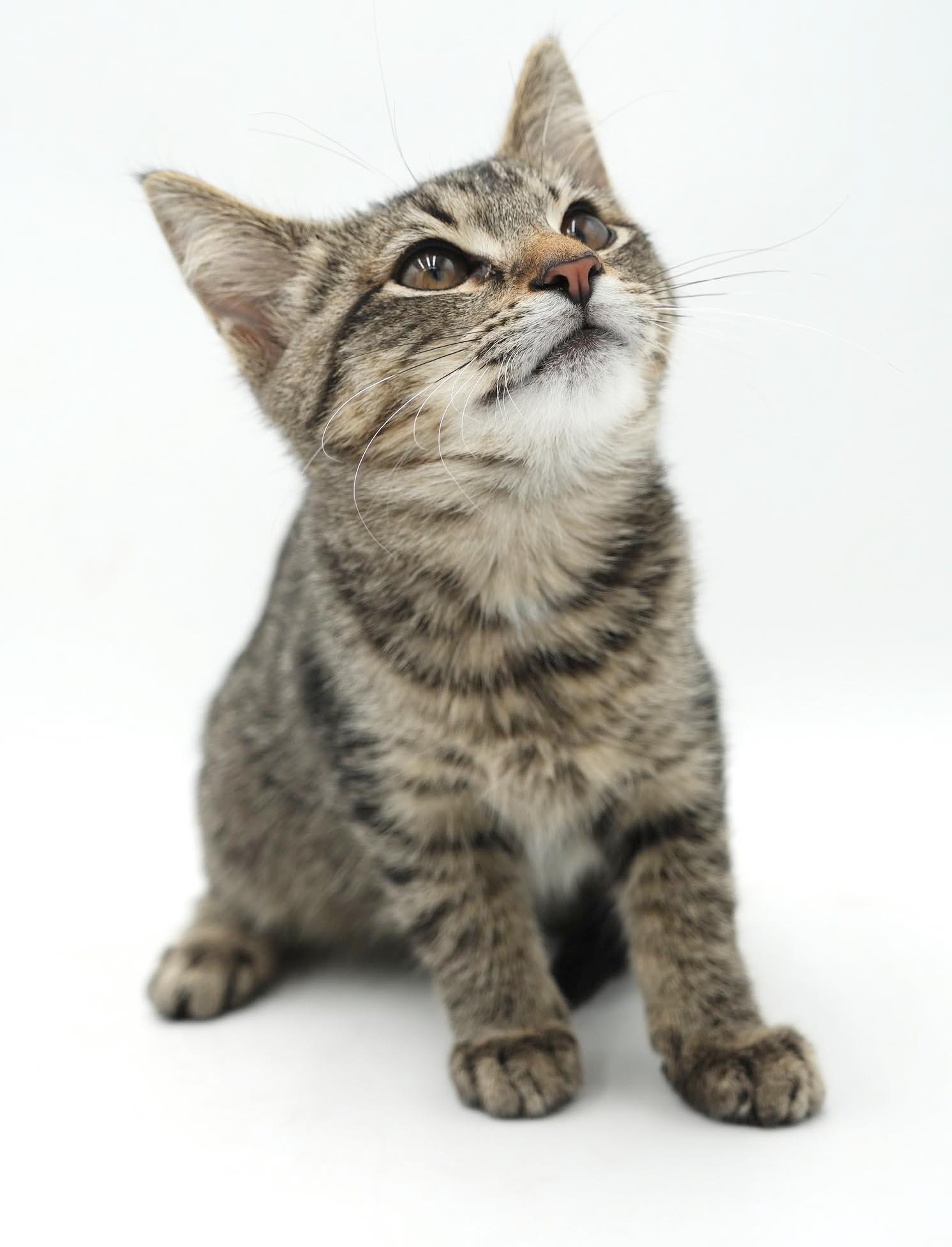Enlarge Colin - He is so cute and cuddly - little lover, a Adoptable mixed breed in Bedford Hills, NY image 3/6