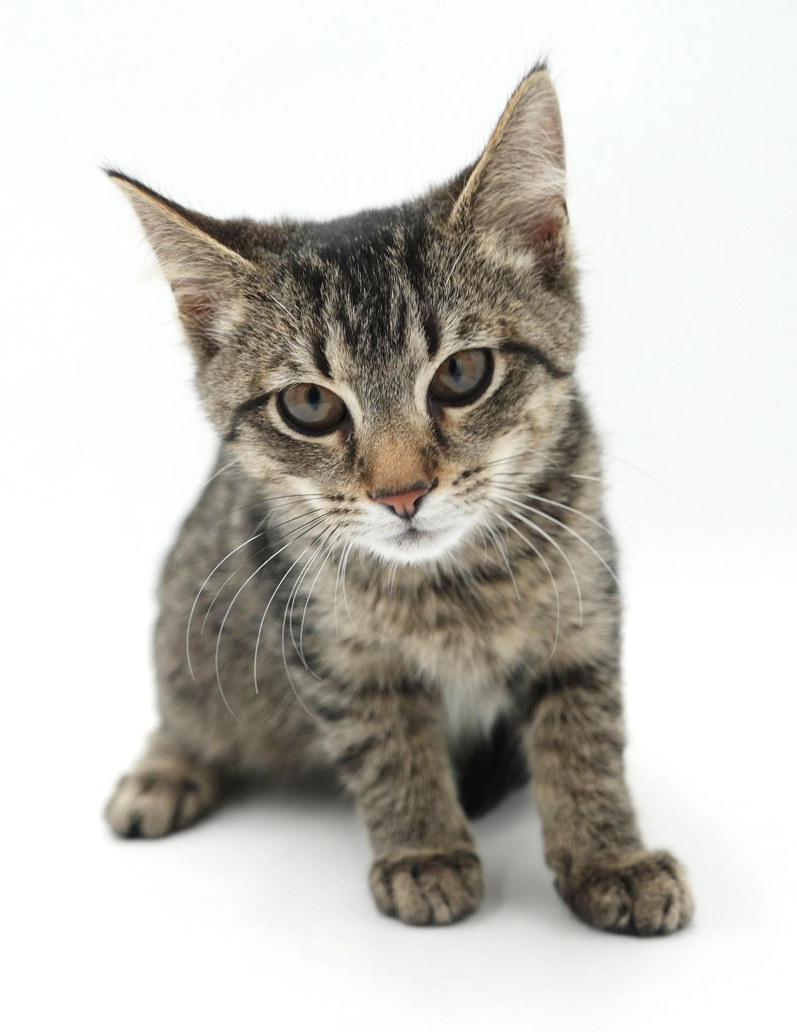 Enlarge Colin - He is so cute and cuddly - little lover, a Adoptable mixed breed in Bedford Hills, NY image 1/6